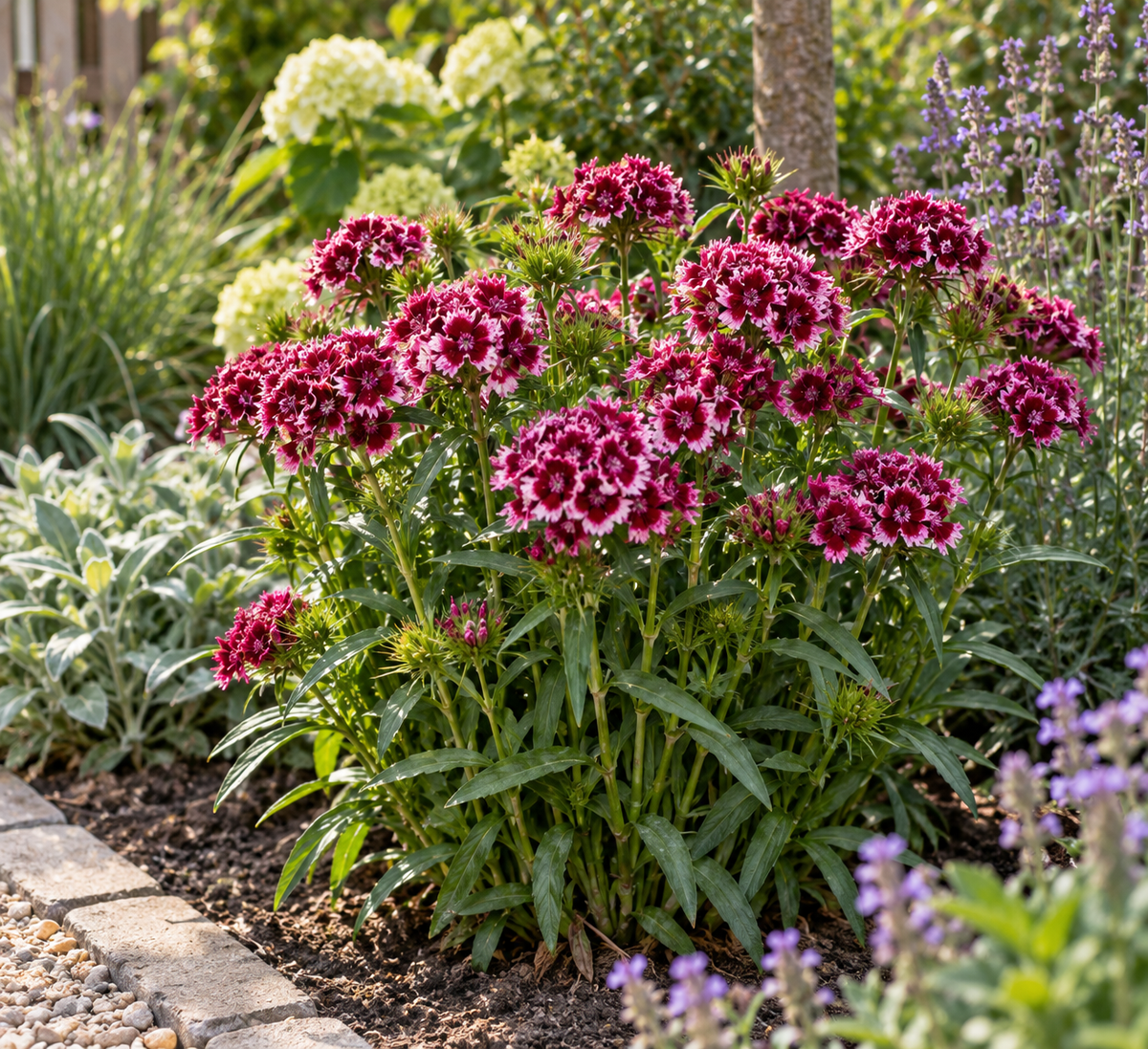 Dianthus barbarini vaste plant