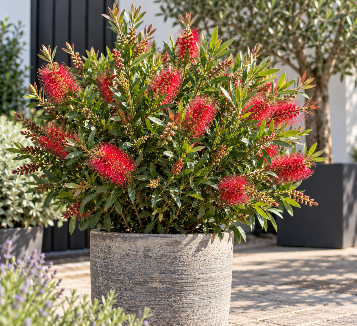 Callistemon citrinus ‘splendens’