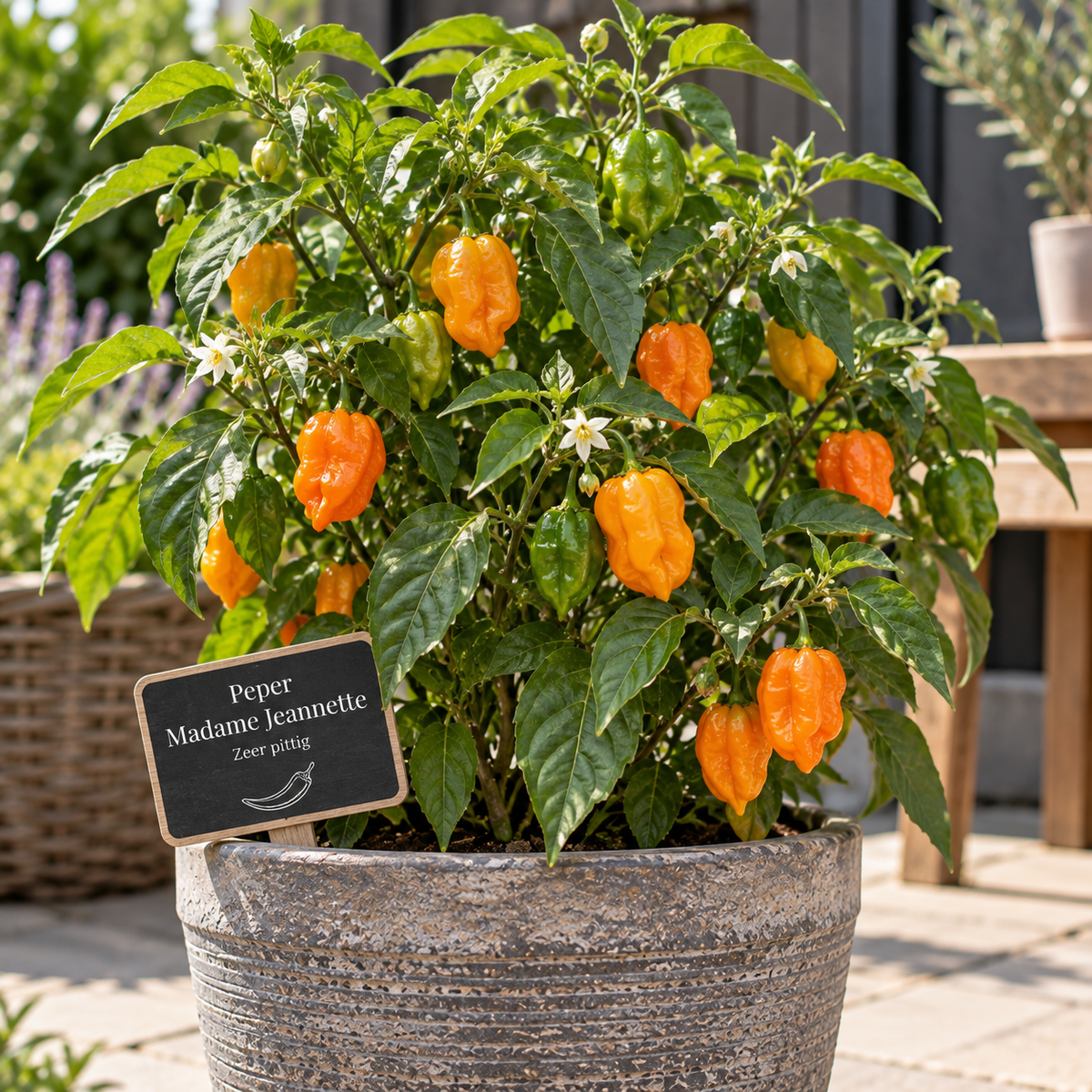 Peper (Madame Jeanette)