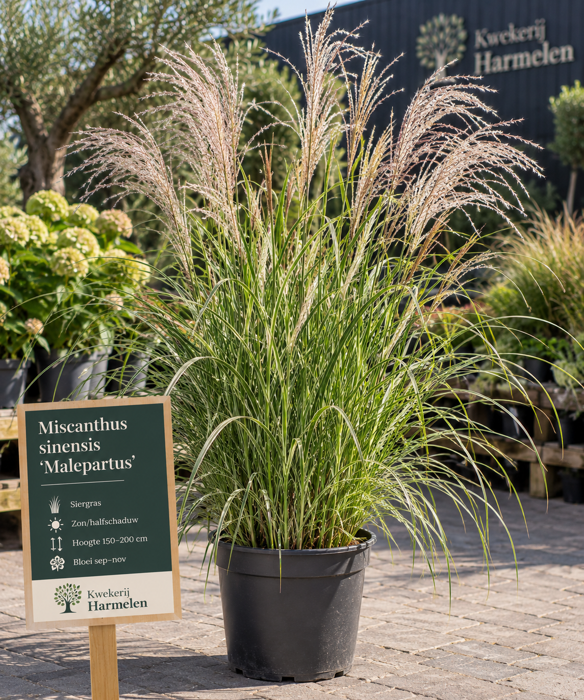 Miscanthus sinensis ‘malepartus’