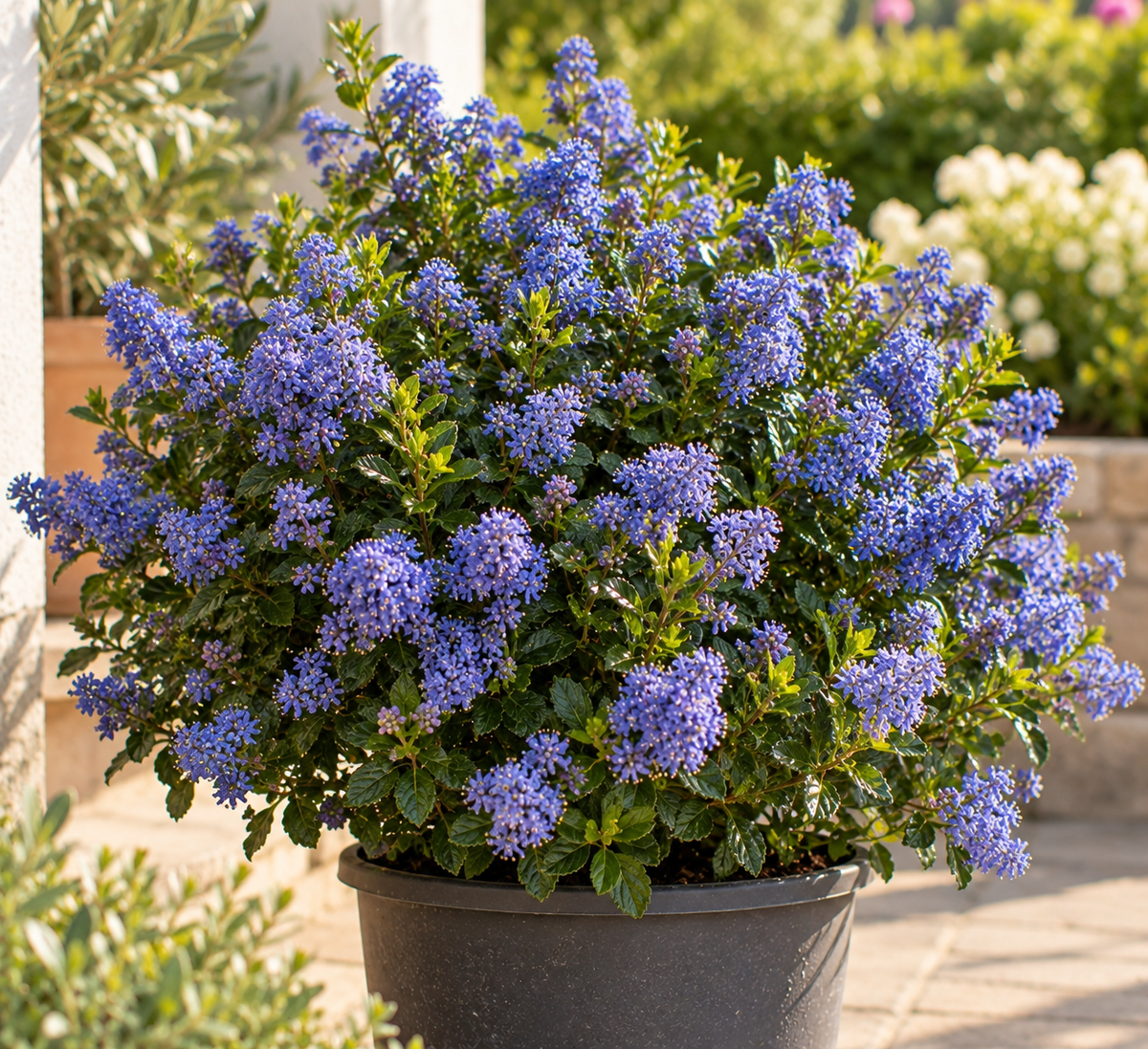 Ceanothus (Amerikaanse Sering)