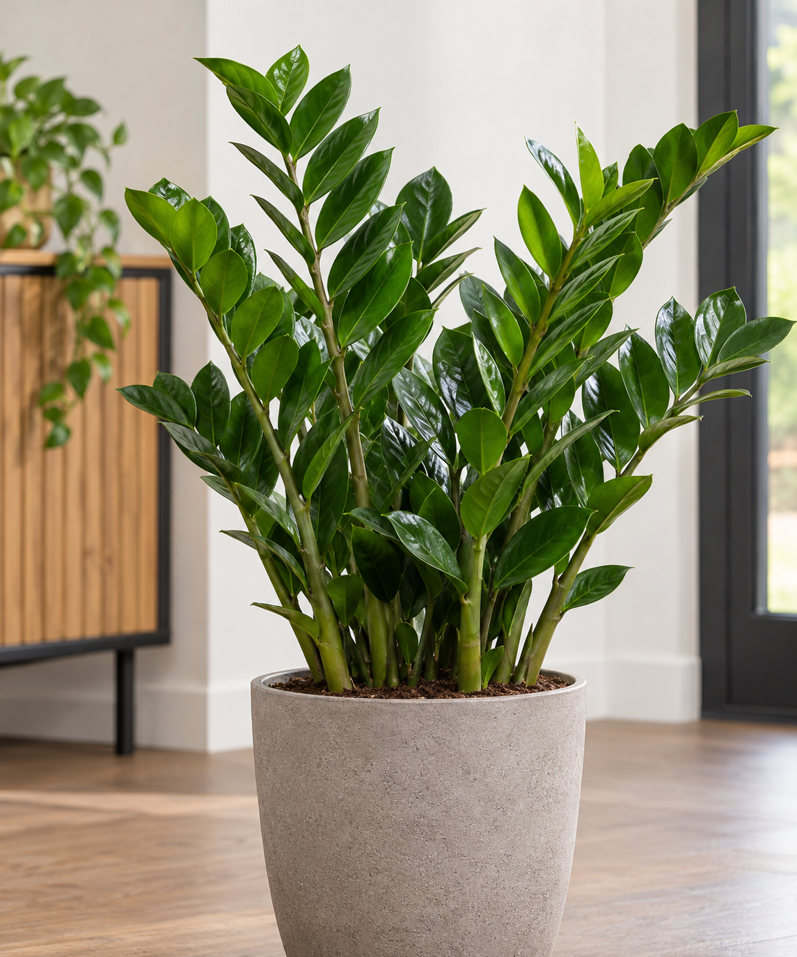 Zamioculcas