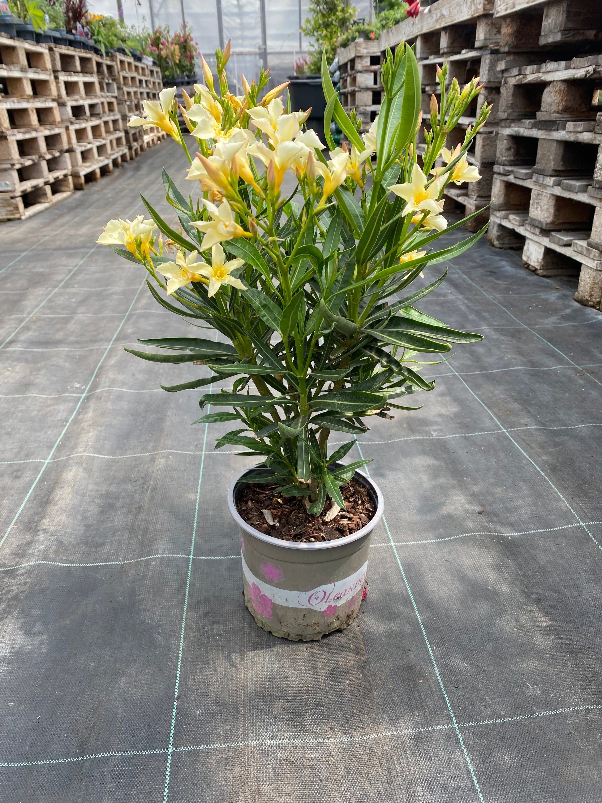 Oleander
