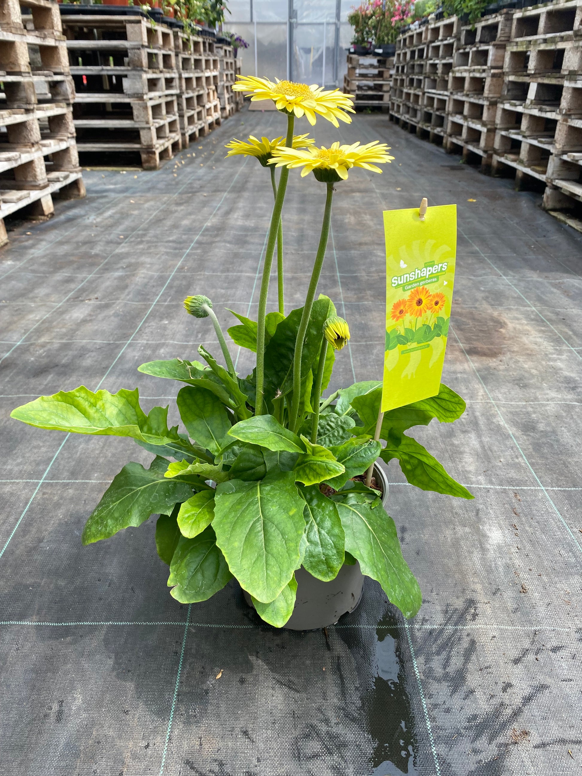 Gerbera