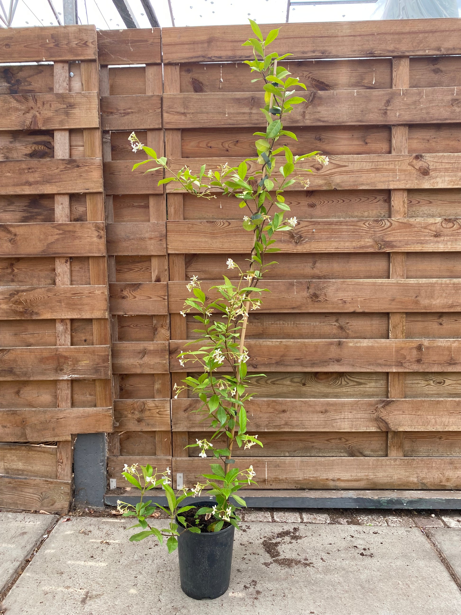 Toscaanse Jasmijn (Trachelospermum jasminoides)