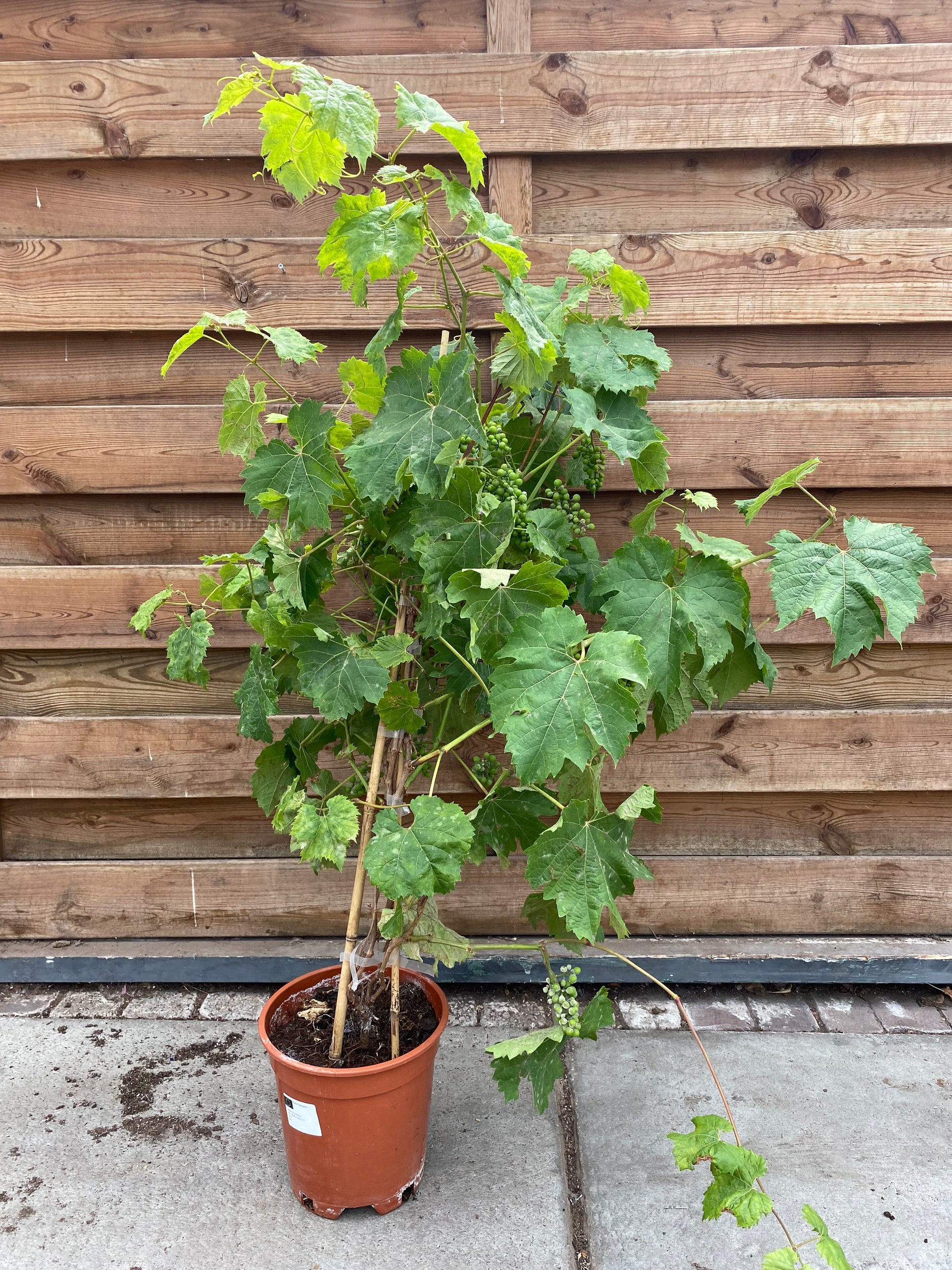 Druivenstruik
