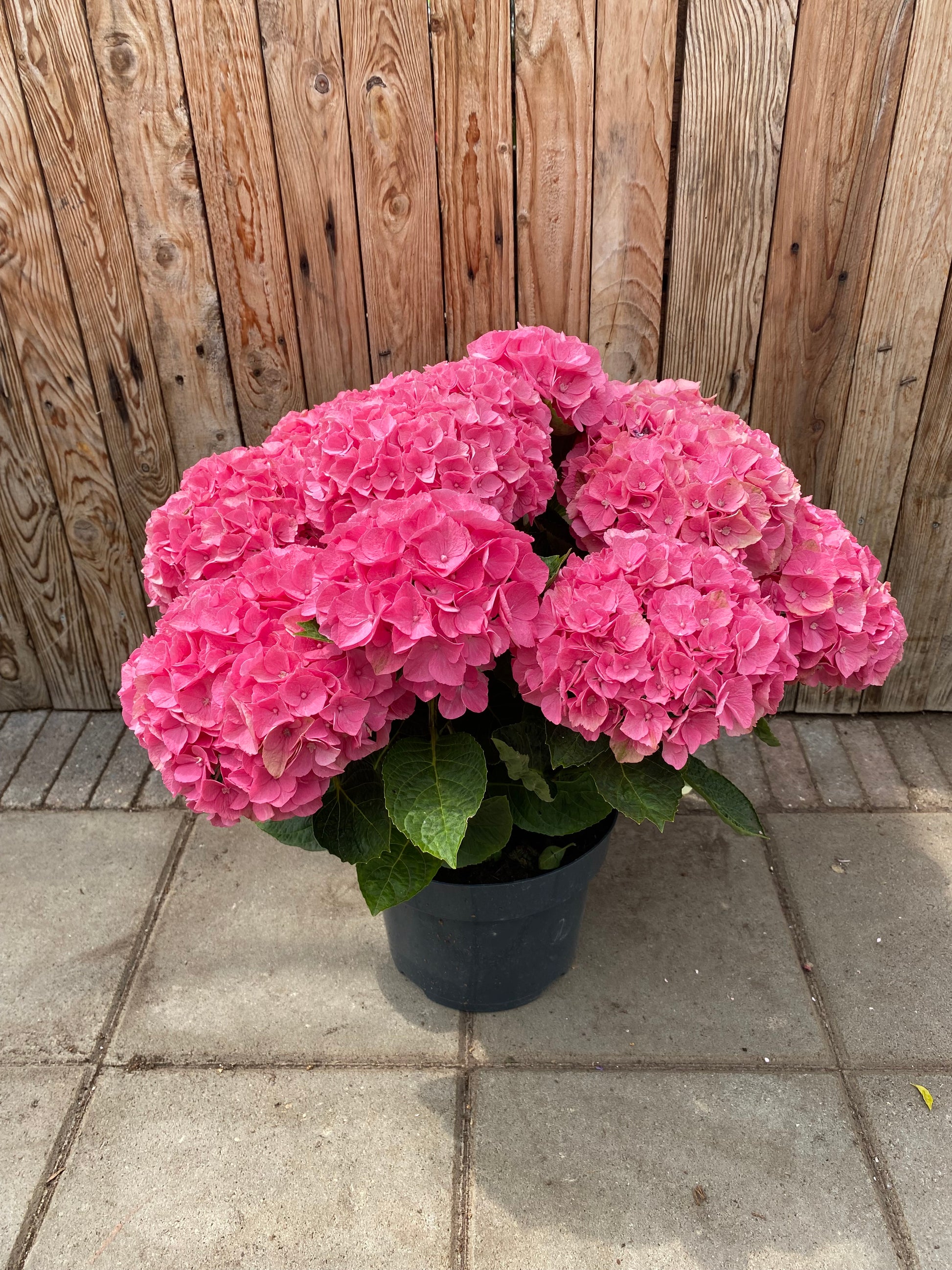 Hortensia