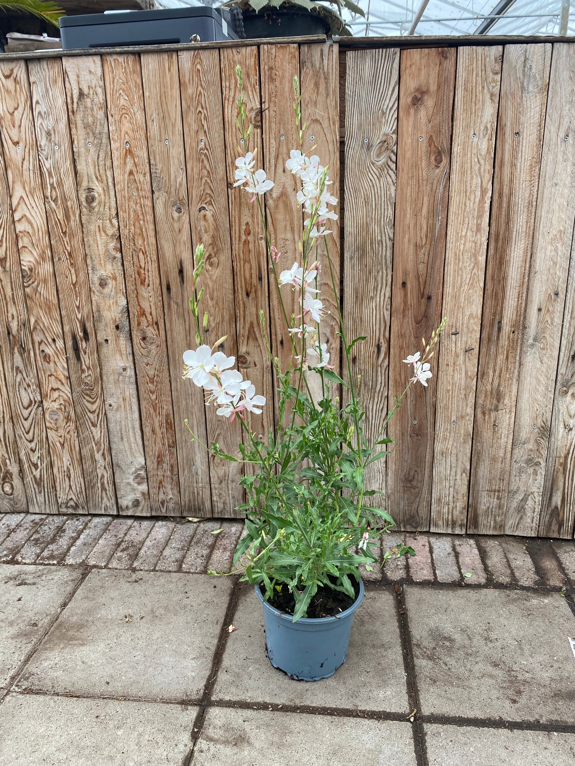 Gaura vaste plant