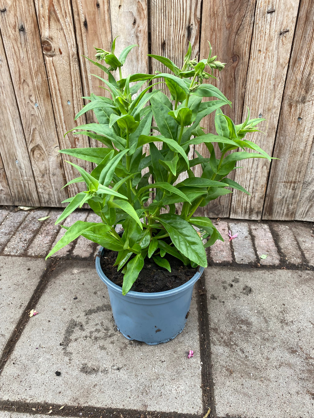 Penstemon hartwegii perennial