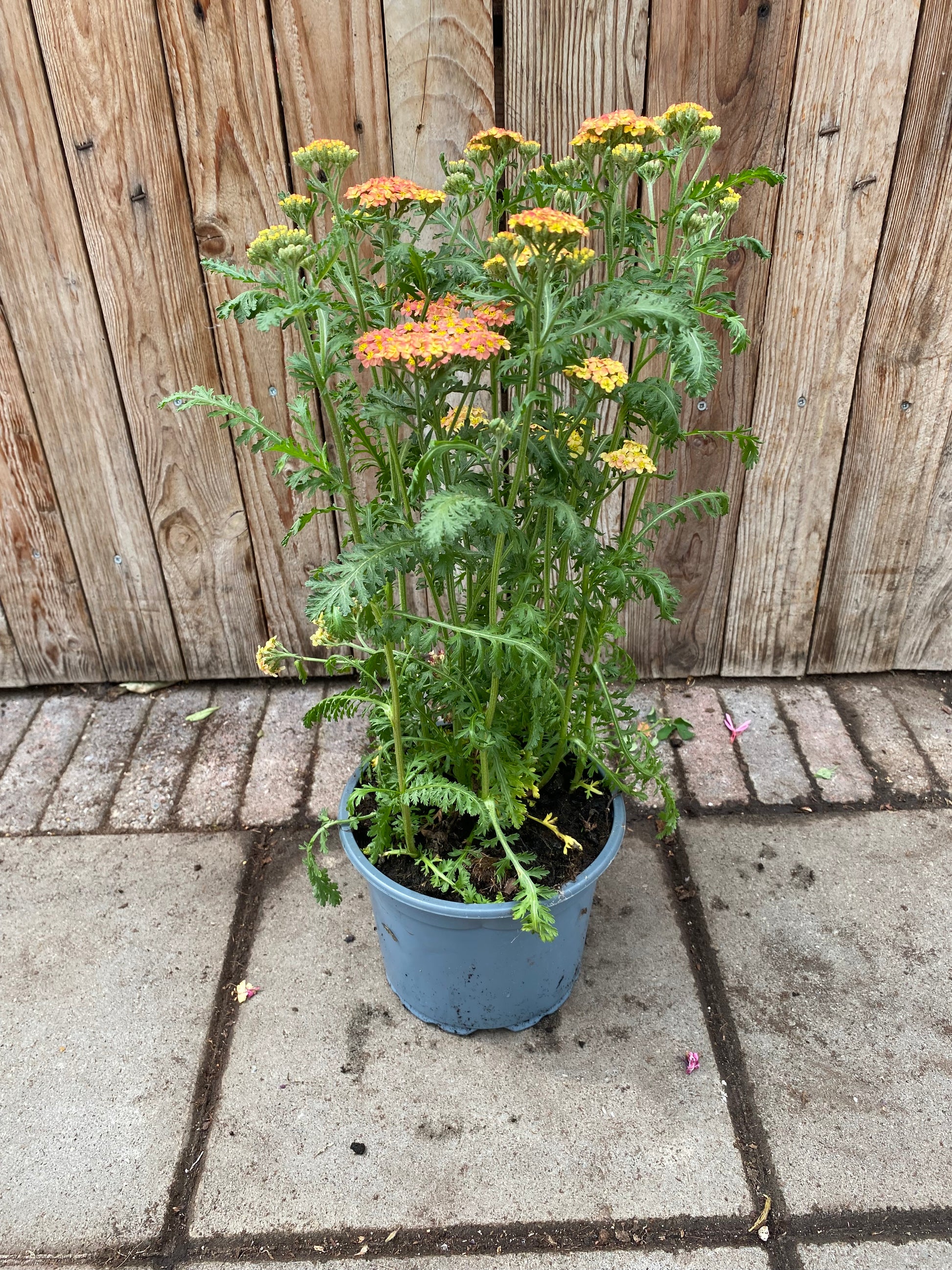 Achillea milefolium vaste plant