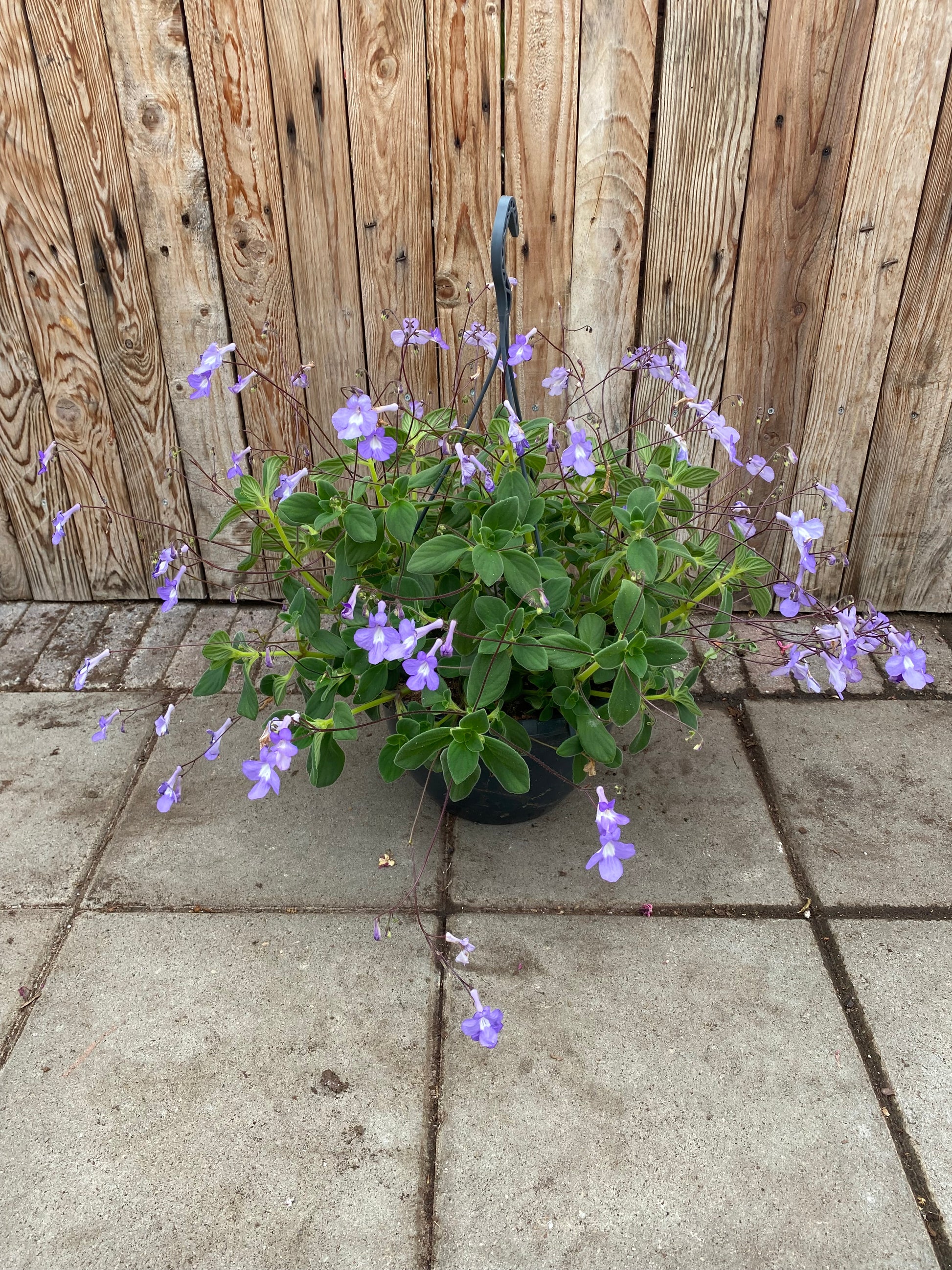 Hangpot streptocarpus