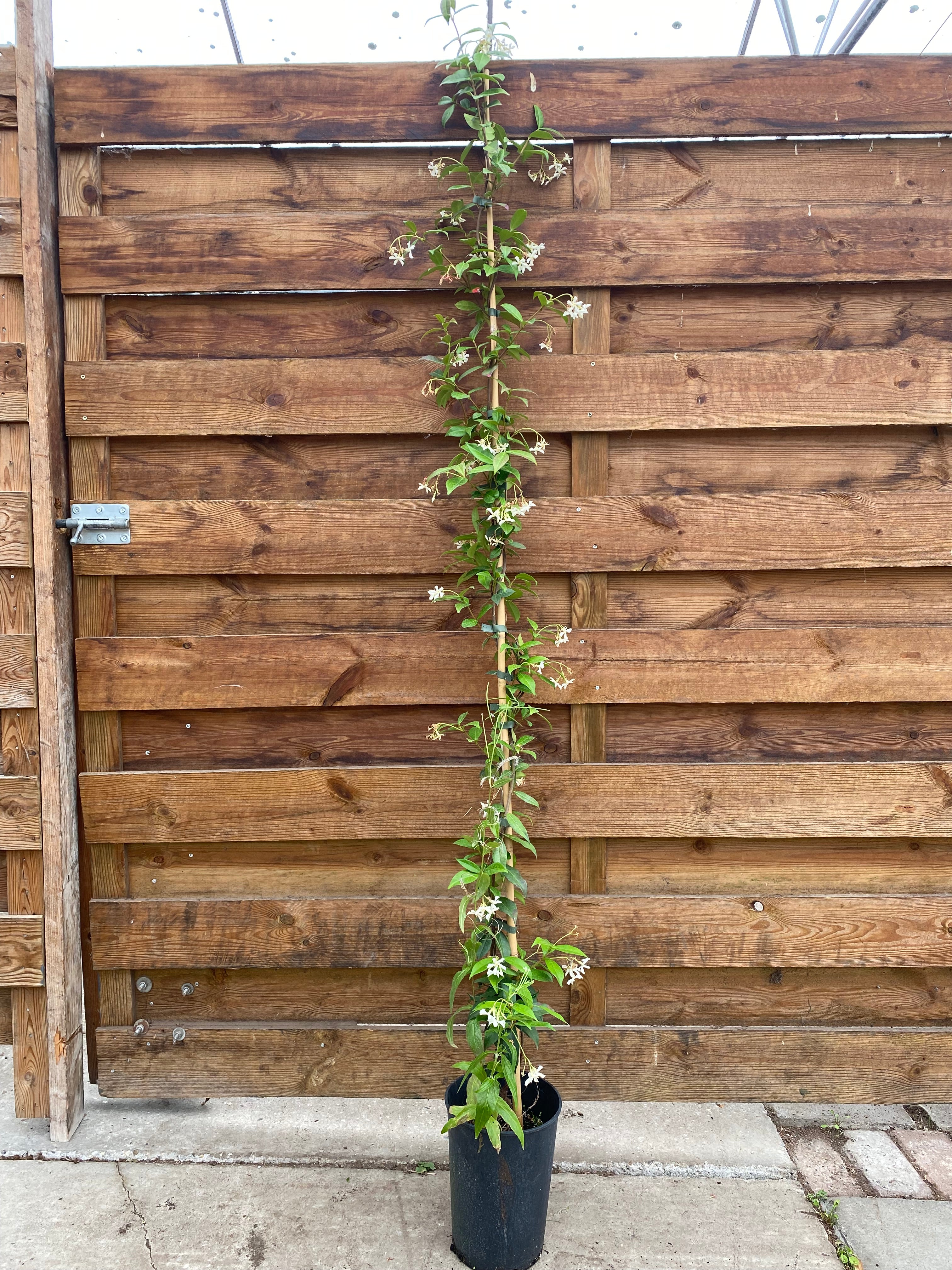Toscaanse Jasmijn (Trachelospermum jasminoides)