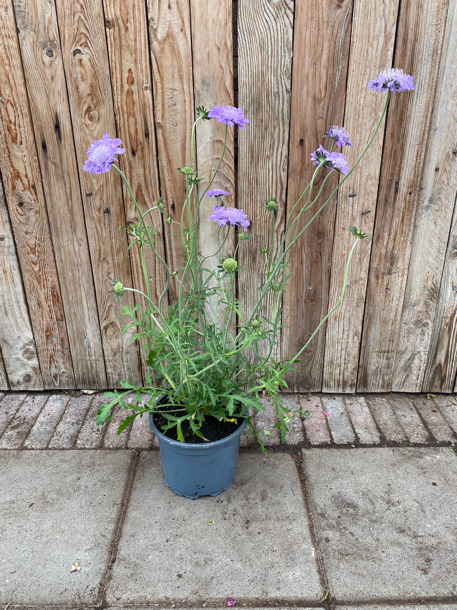 Scabiosa vaste plant