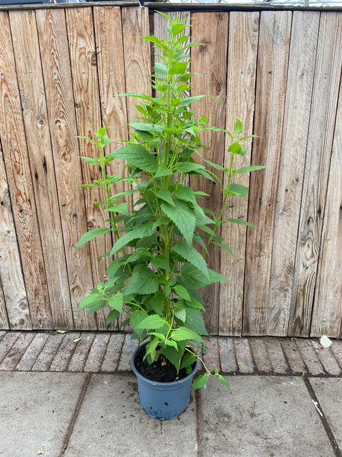 Agastache vaste plant