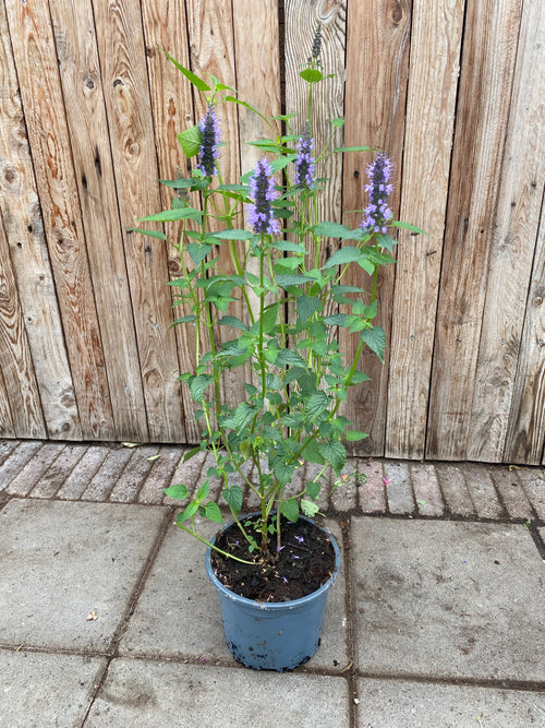 Agastache vaste plant