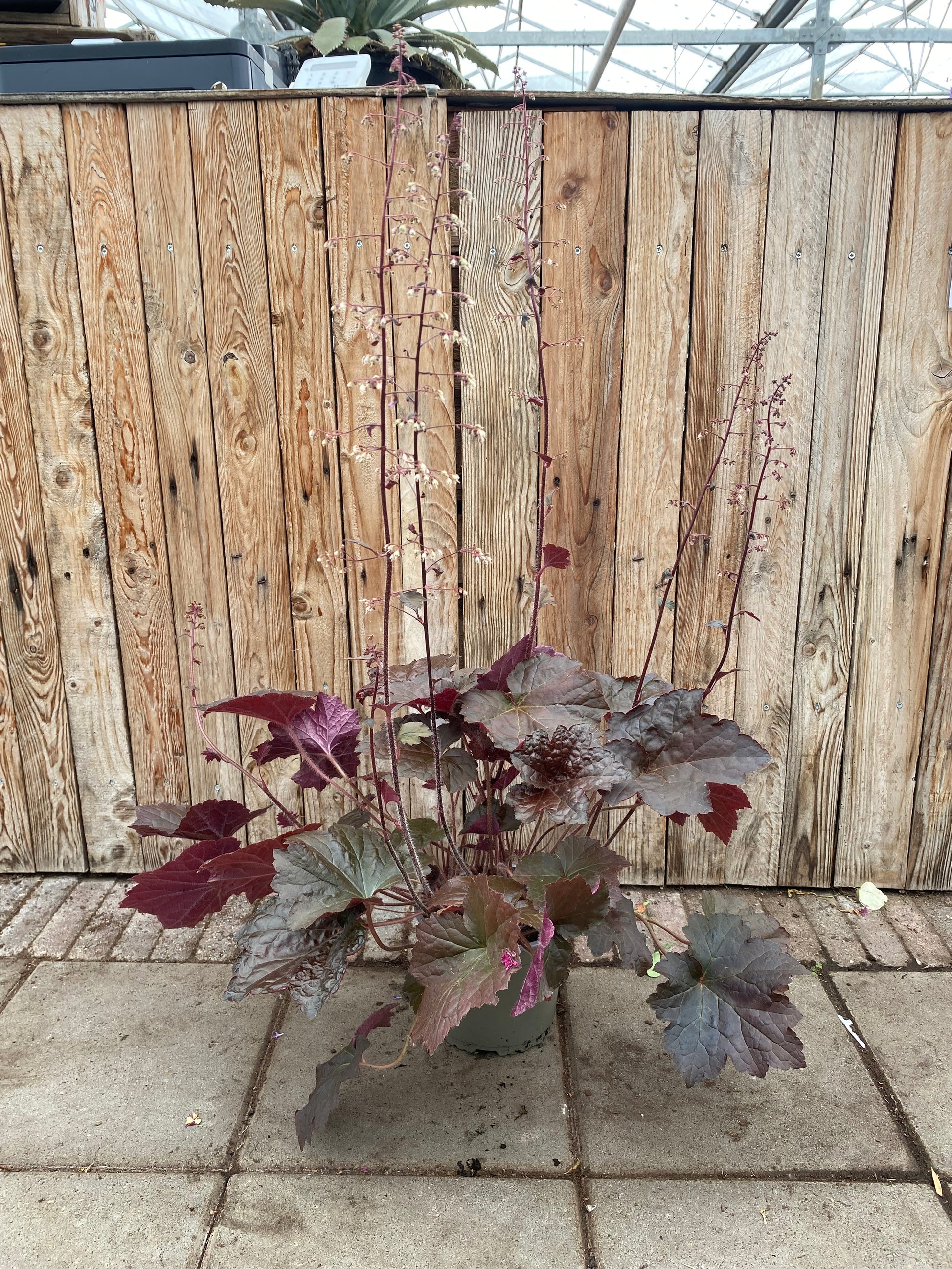 Heuchera vaste plant