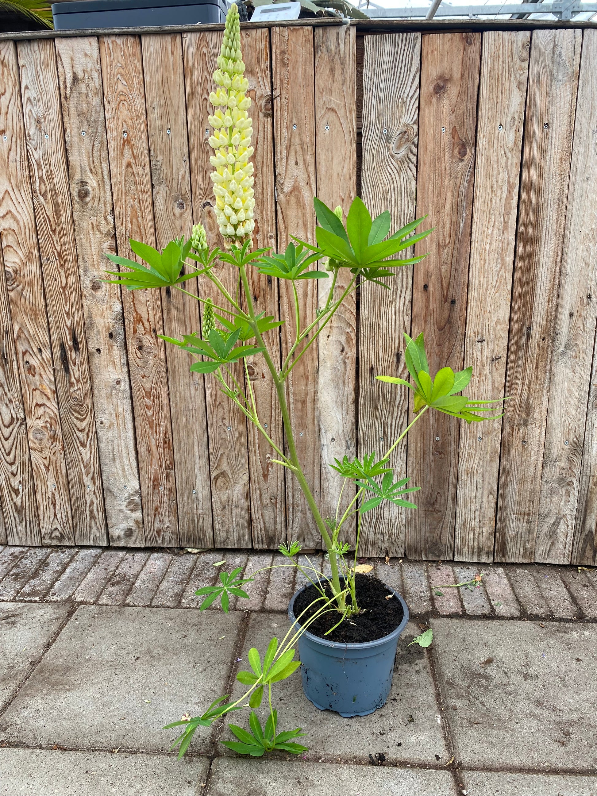 Lupine vaste plant