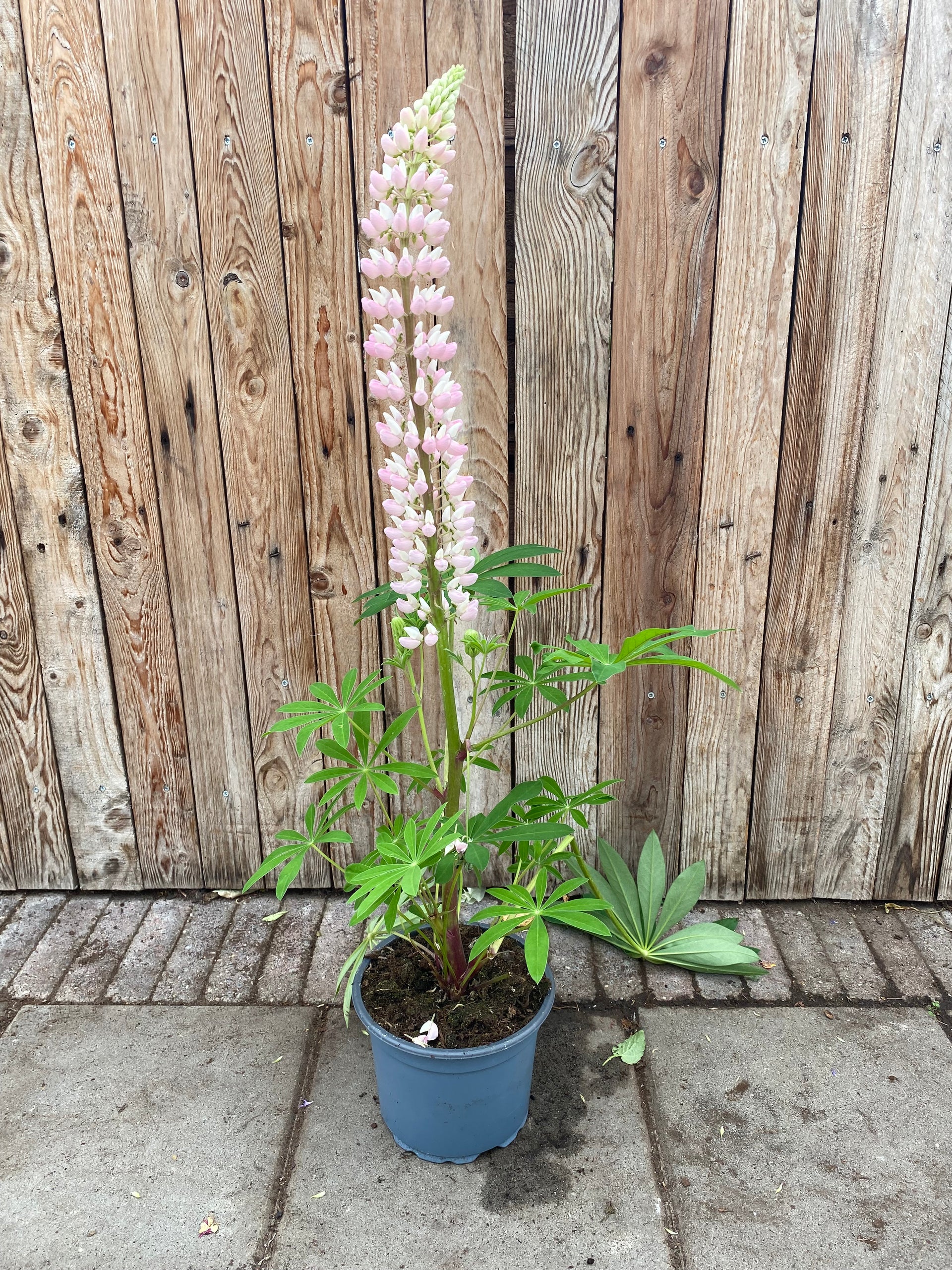 Lupine Staude – Kwekerij Harmelen