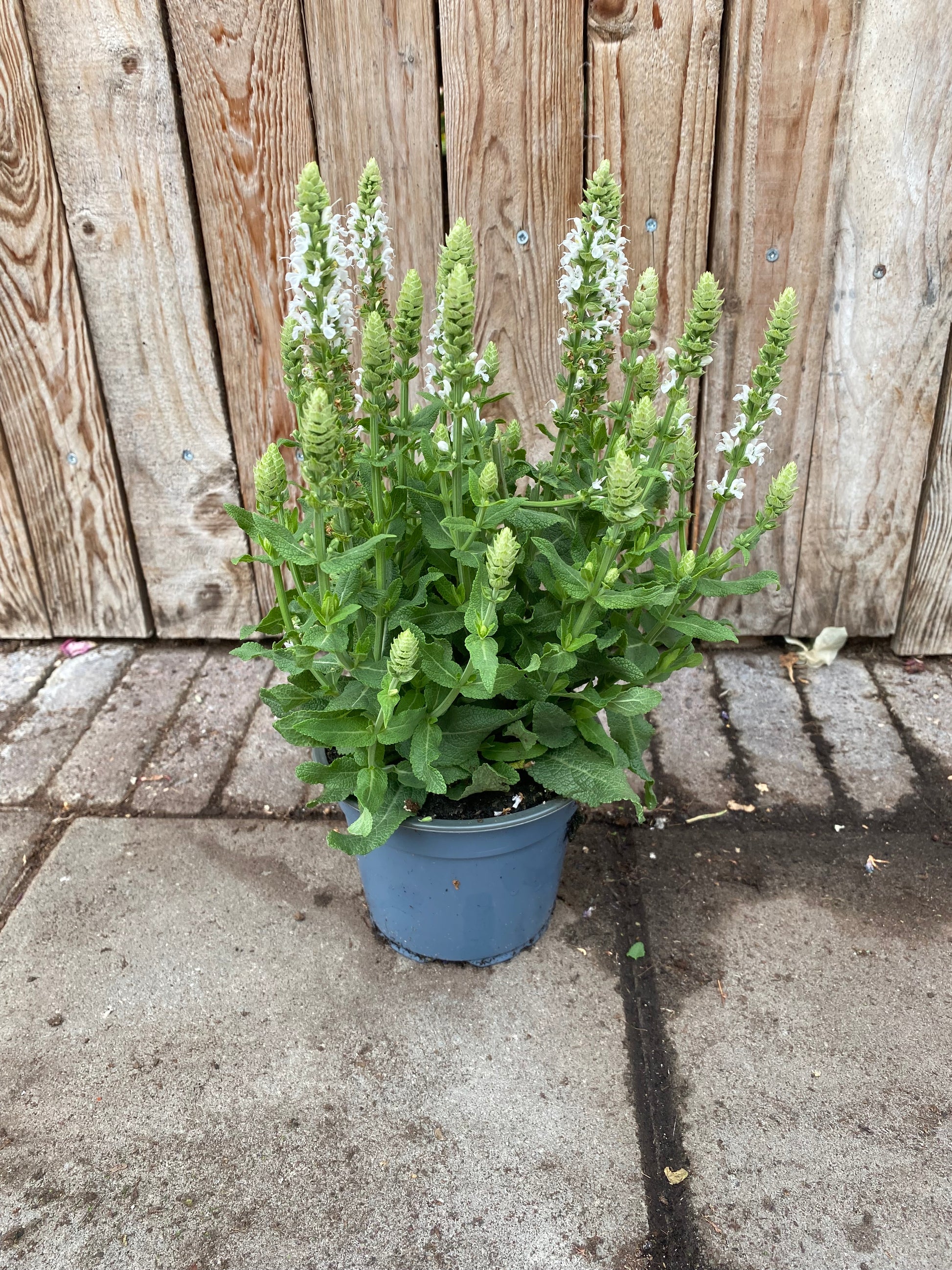 Salvia nemorosa vaste plant