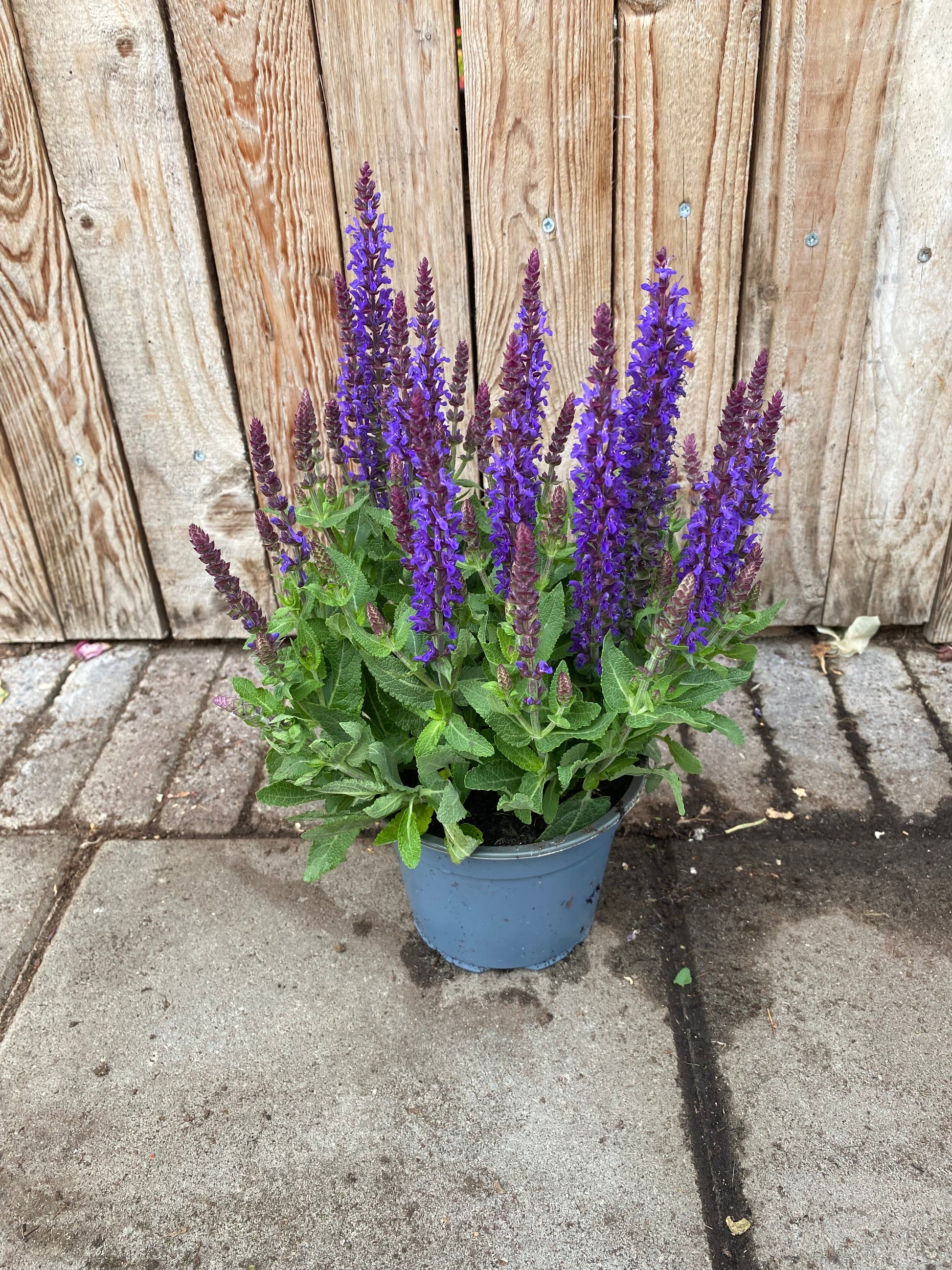 Salvia nemorosa vaste plant