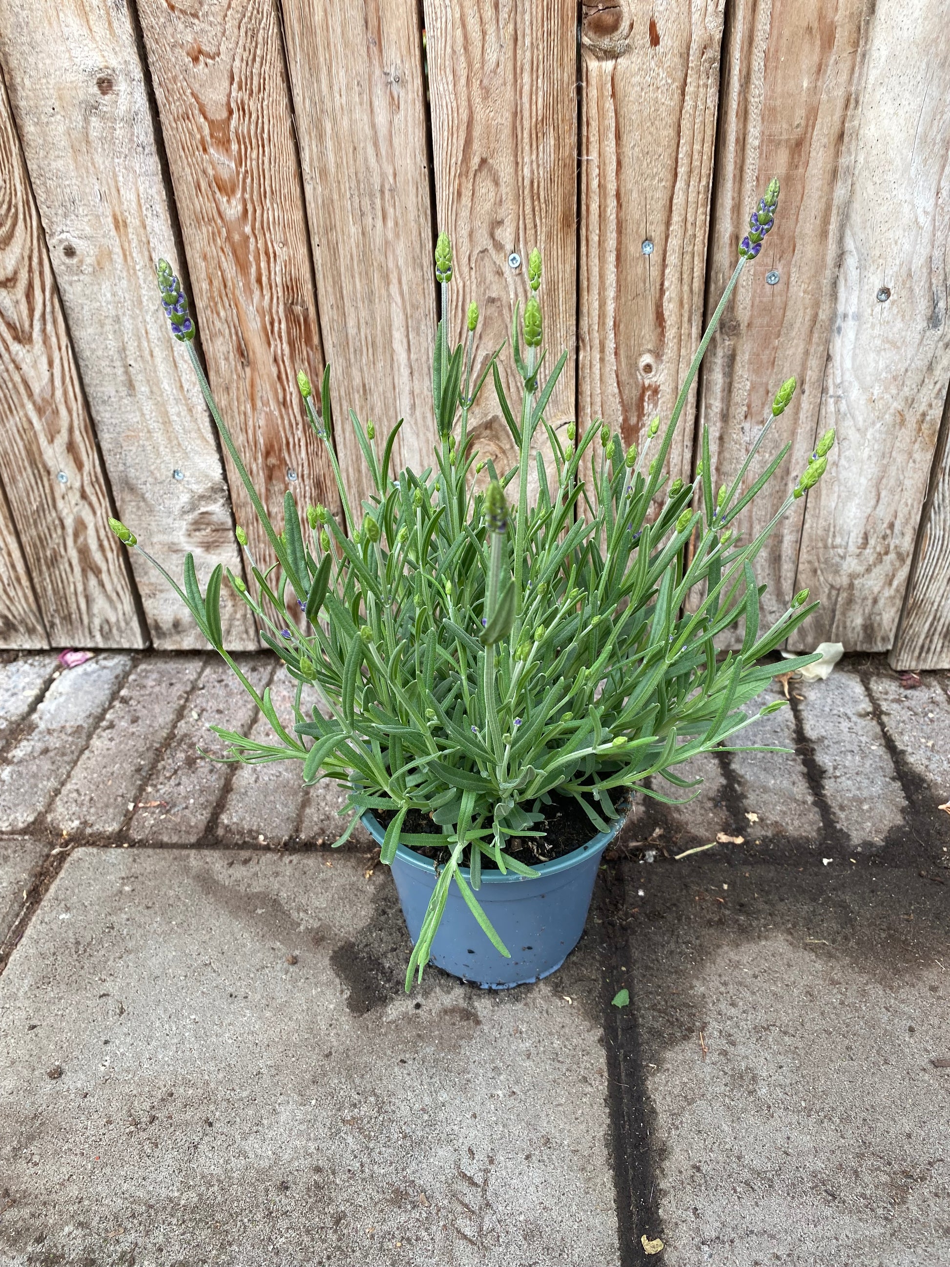 Lavendel angustifolia vaste plant
