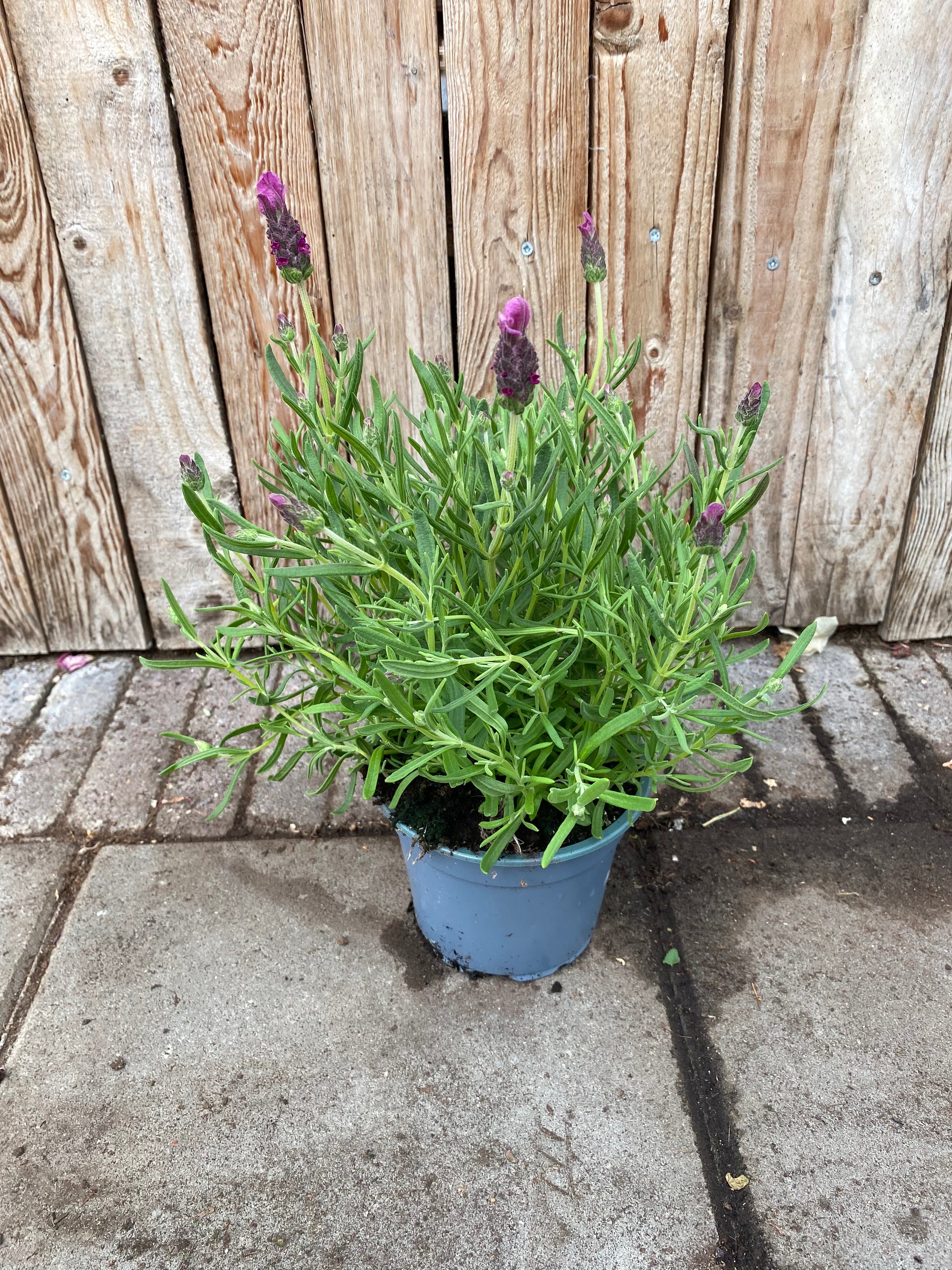 Lavendel stouchas vaste plant
