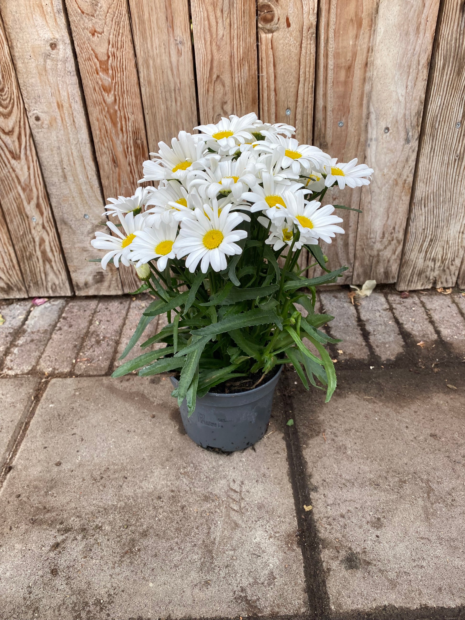 Leucanthemum
