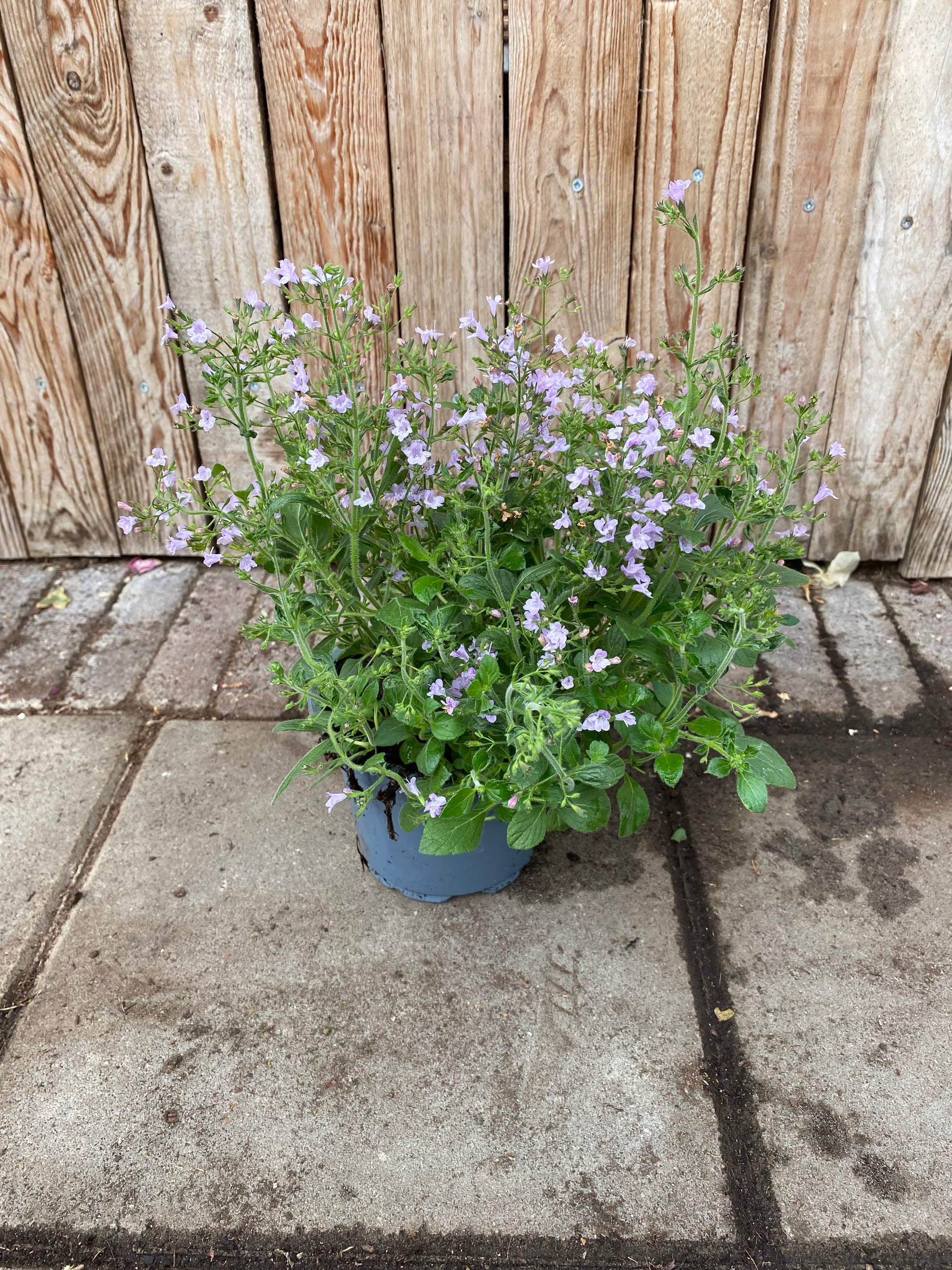 Calamintha vaste plant