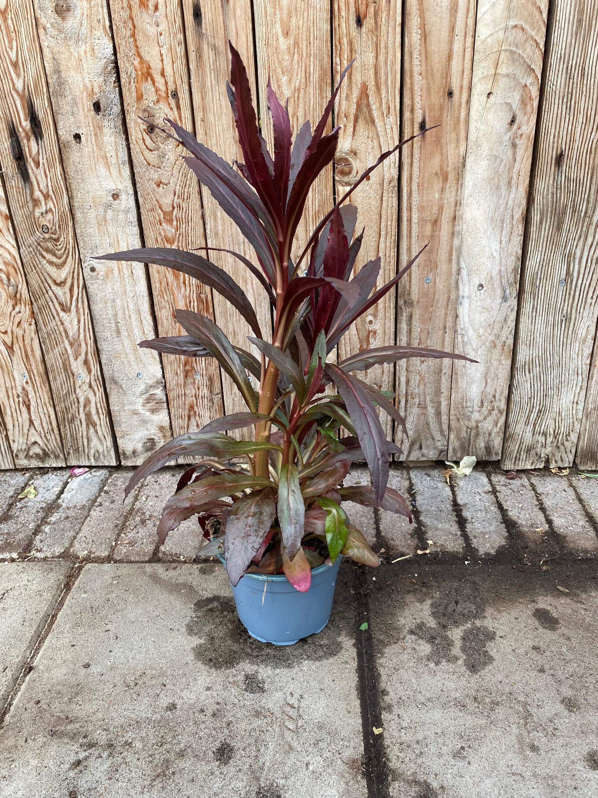 Lobelia vaste plant