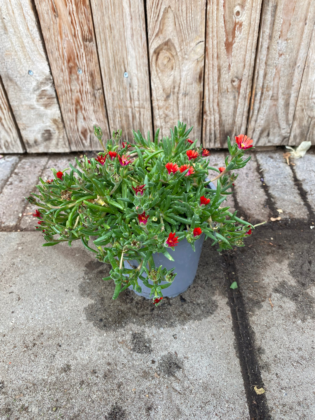 ijsbloem vaste plant