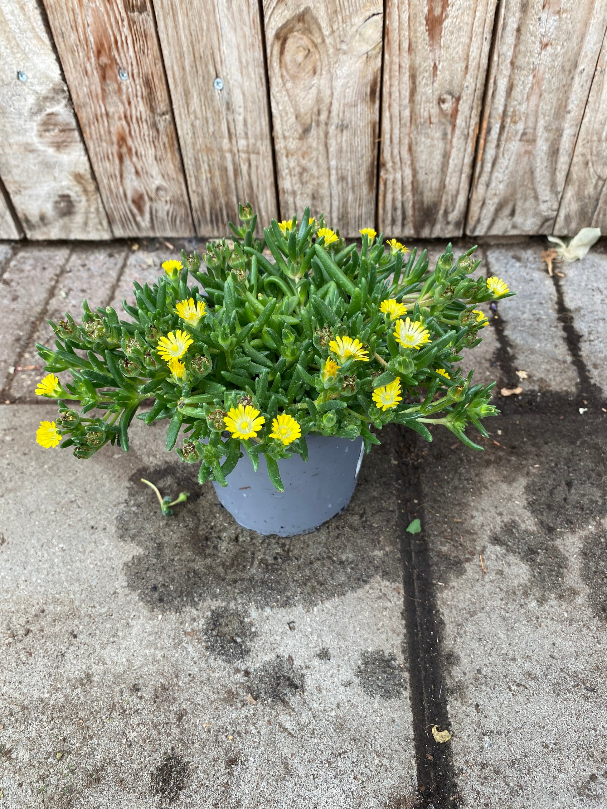 ijsbloem vaste plant