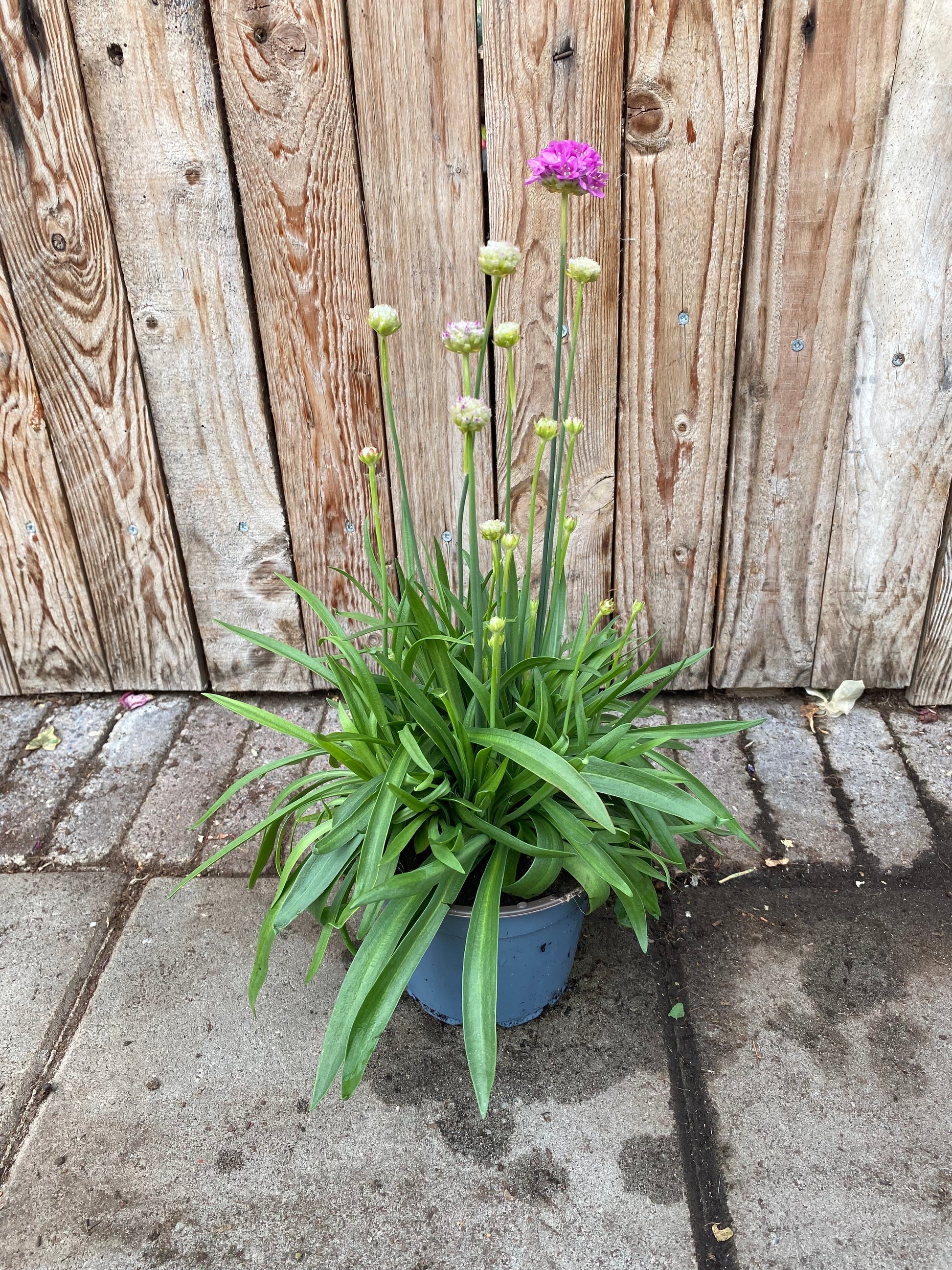 Armeria pseudarmeria vaste plant