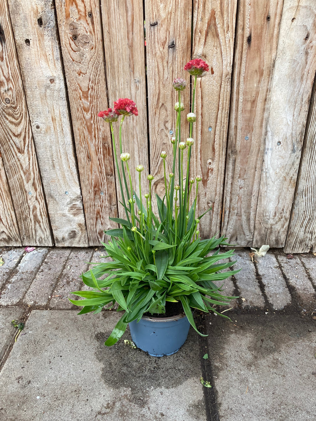 Armeria pseudarmeria Staude
