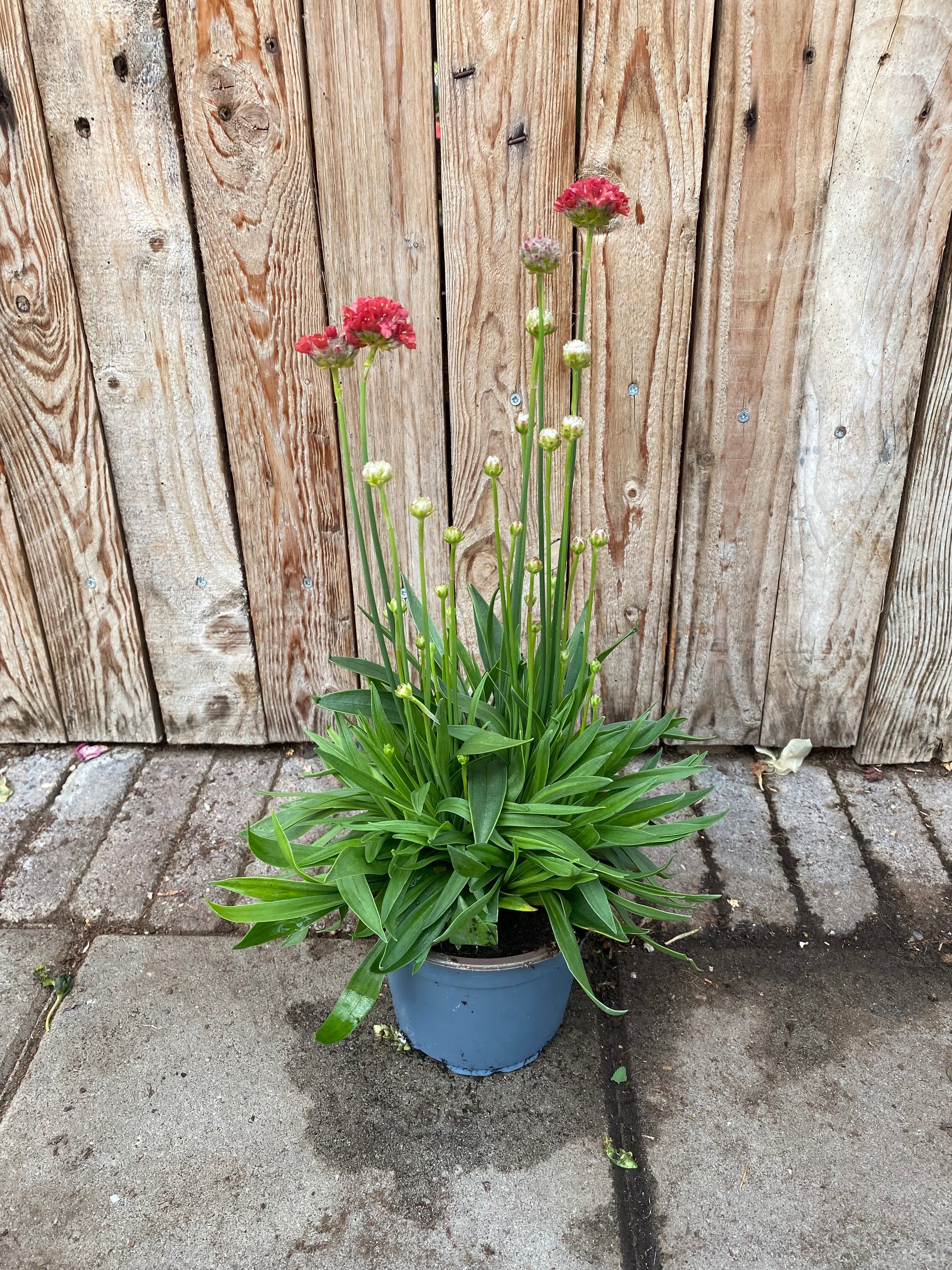 Armeria pseudarmeria vaste plant