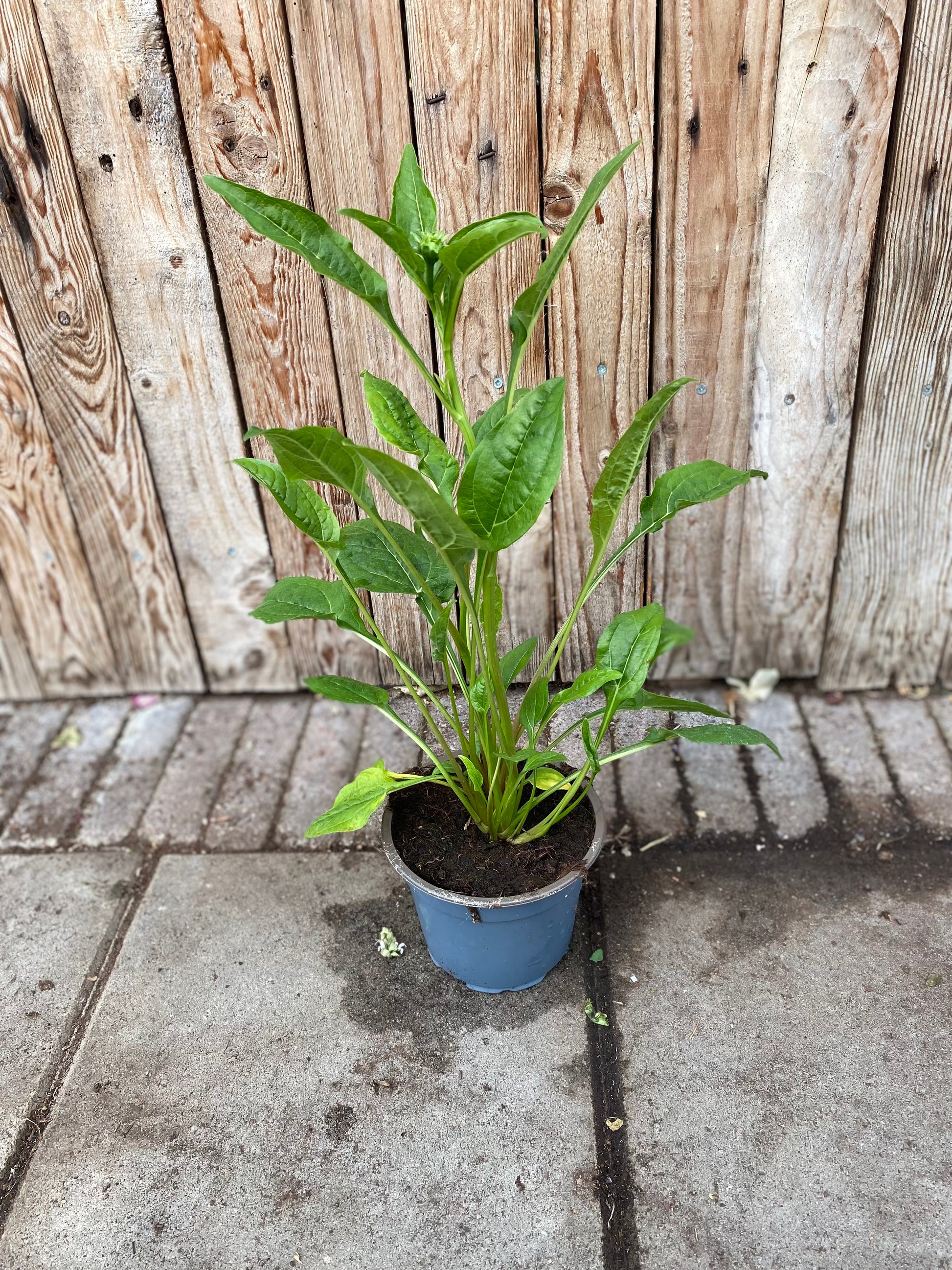 Echinacea purpurea vaste plant