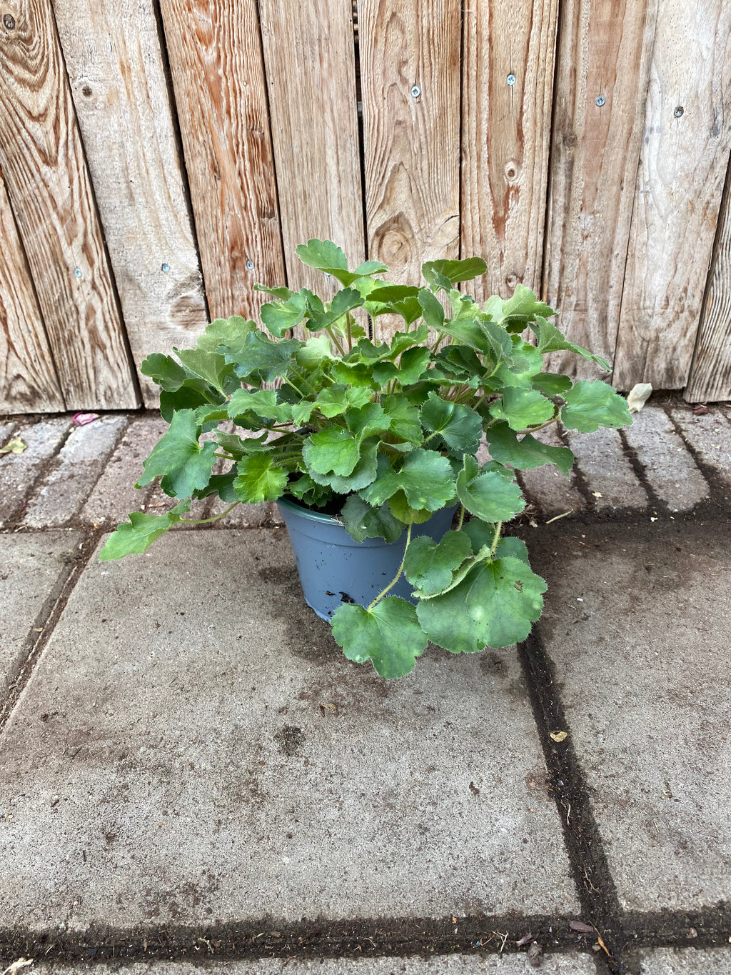 Heuchera sanguinea vaste plant