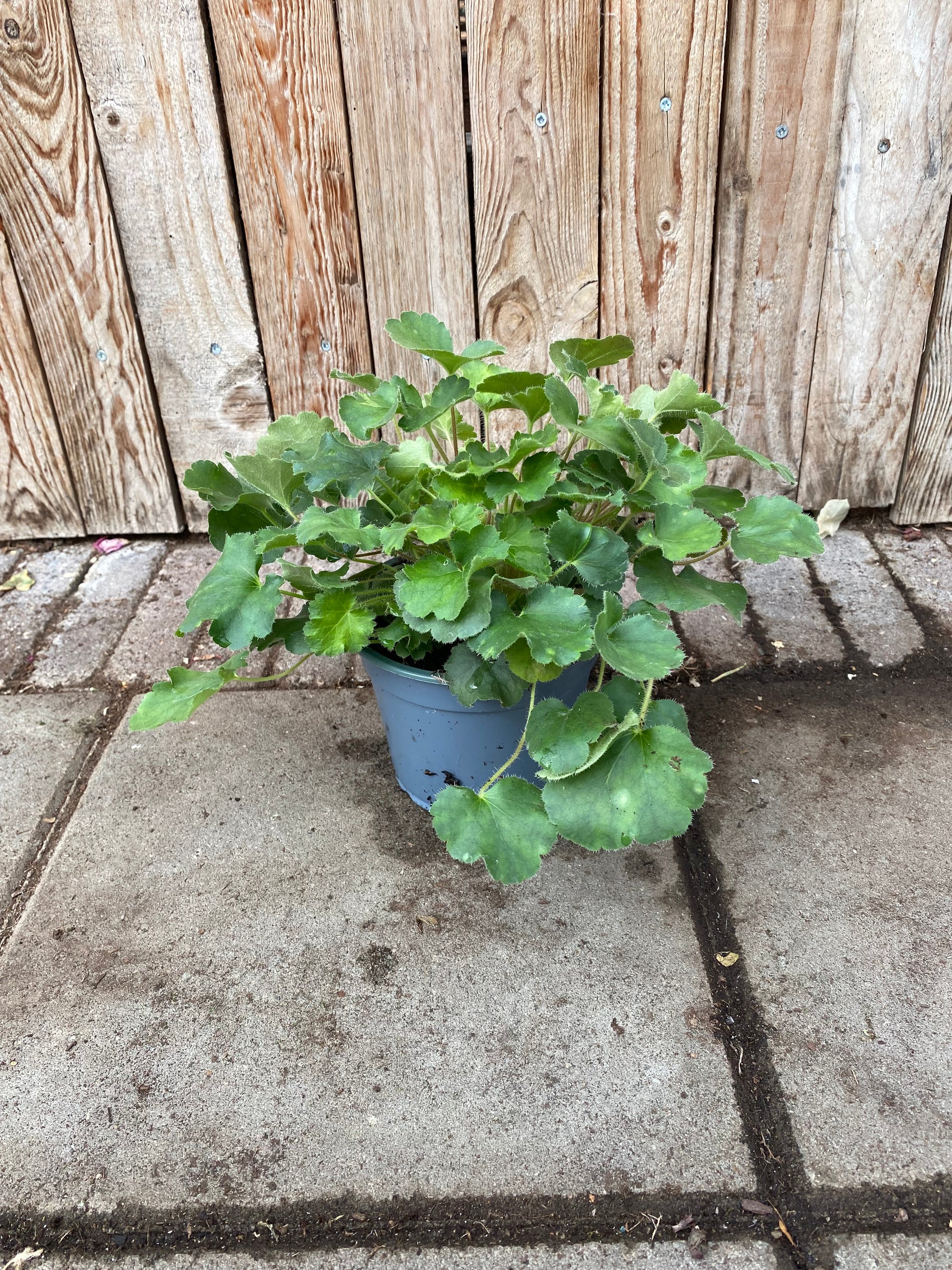 Heuchera sanguinea vaste plant