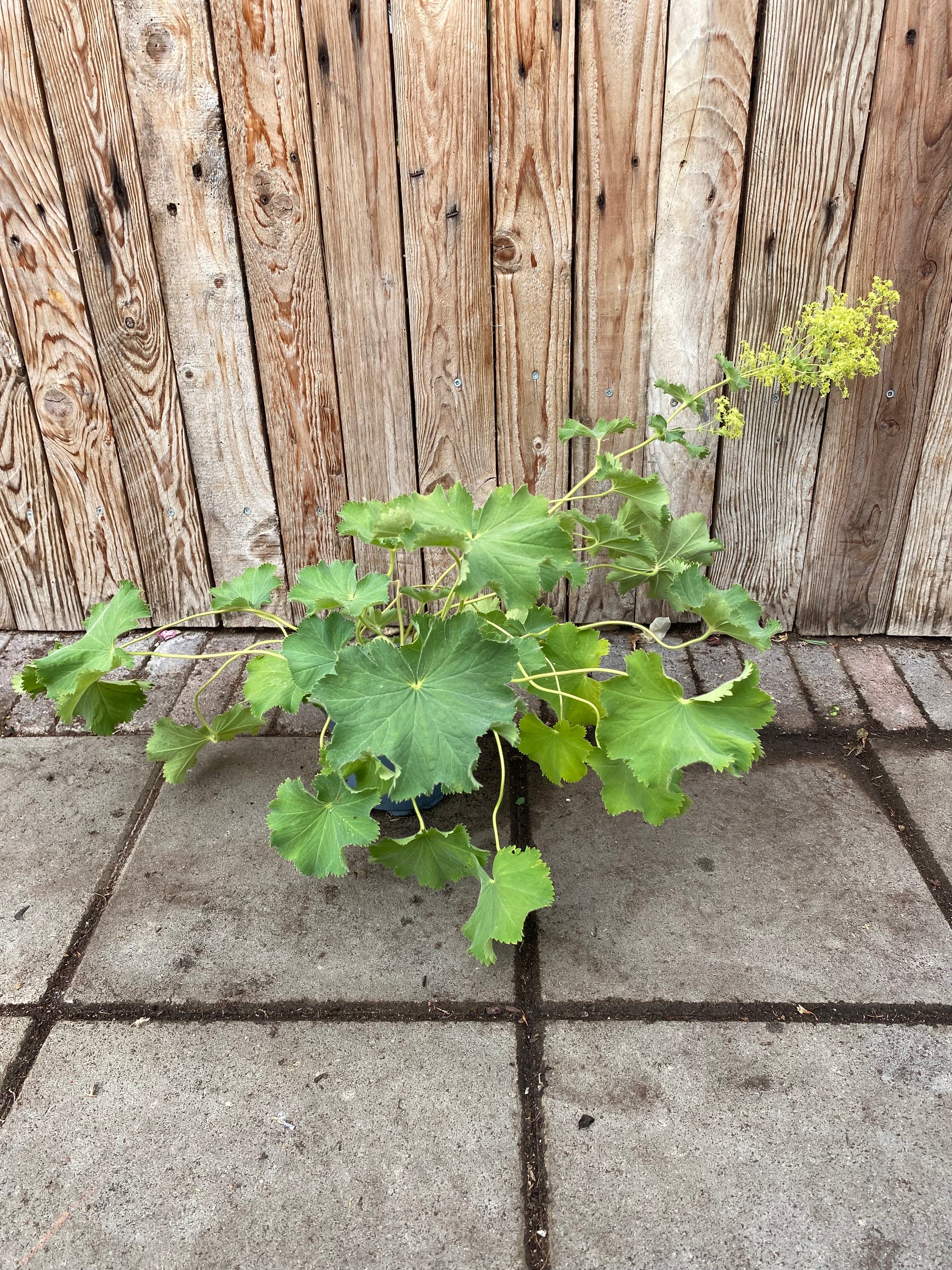 Alchemilla vaste plant