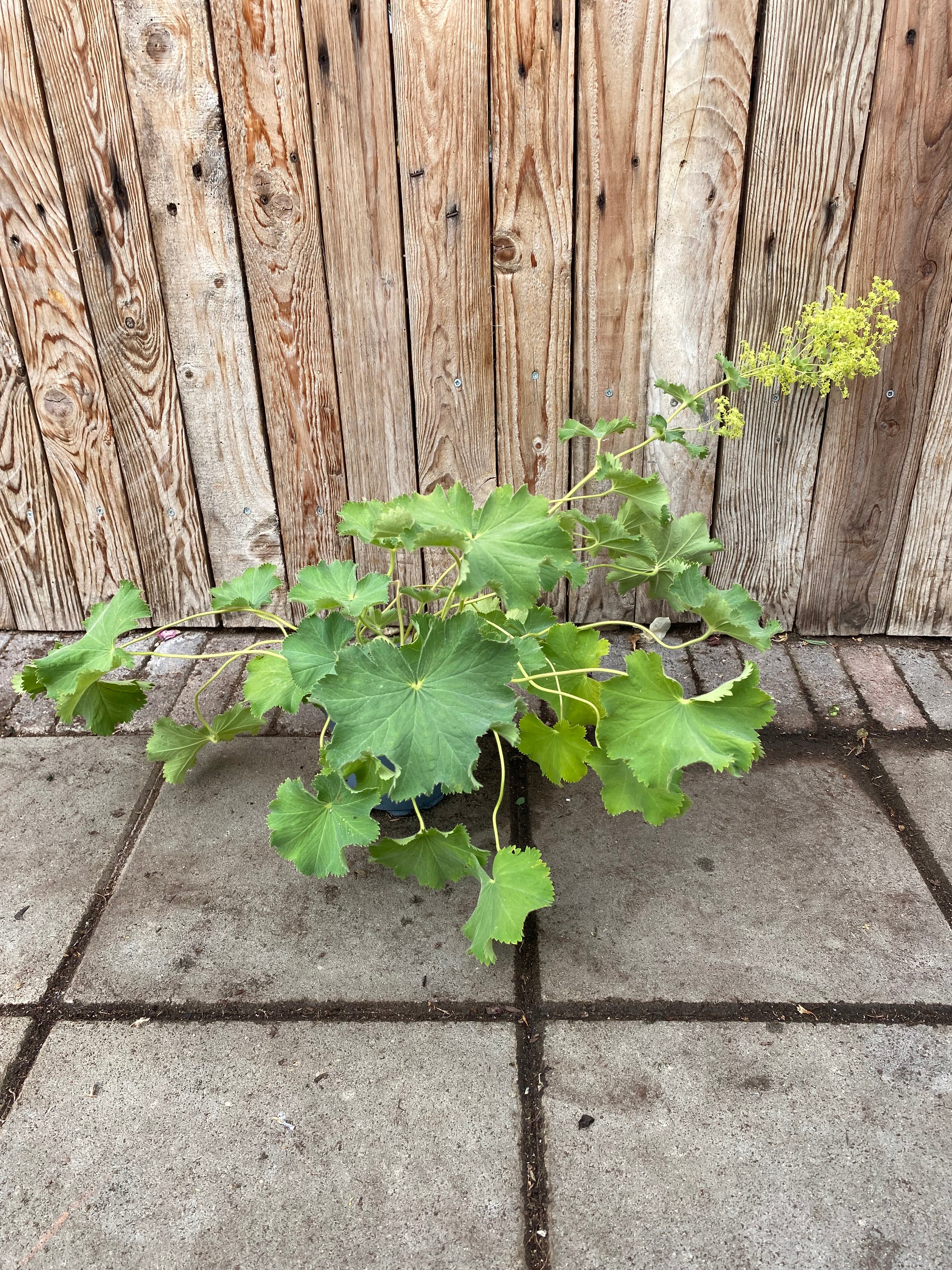 Alchemilla vaste plant