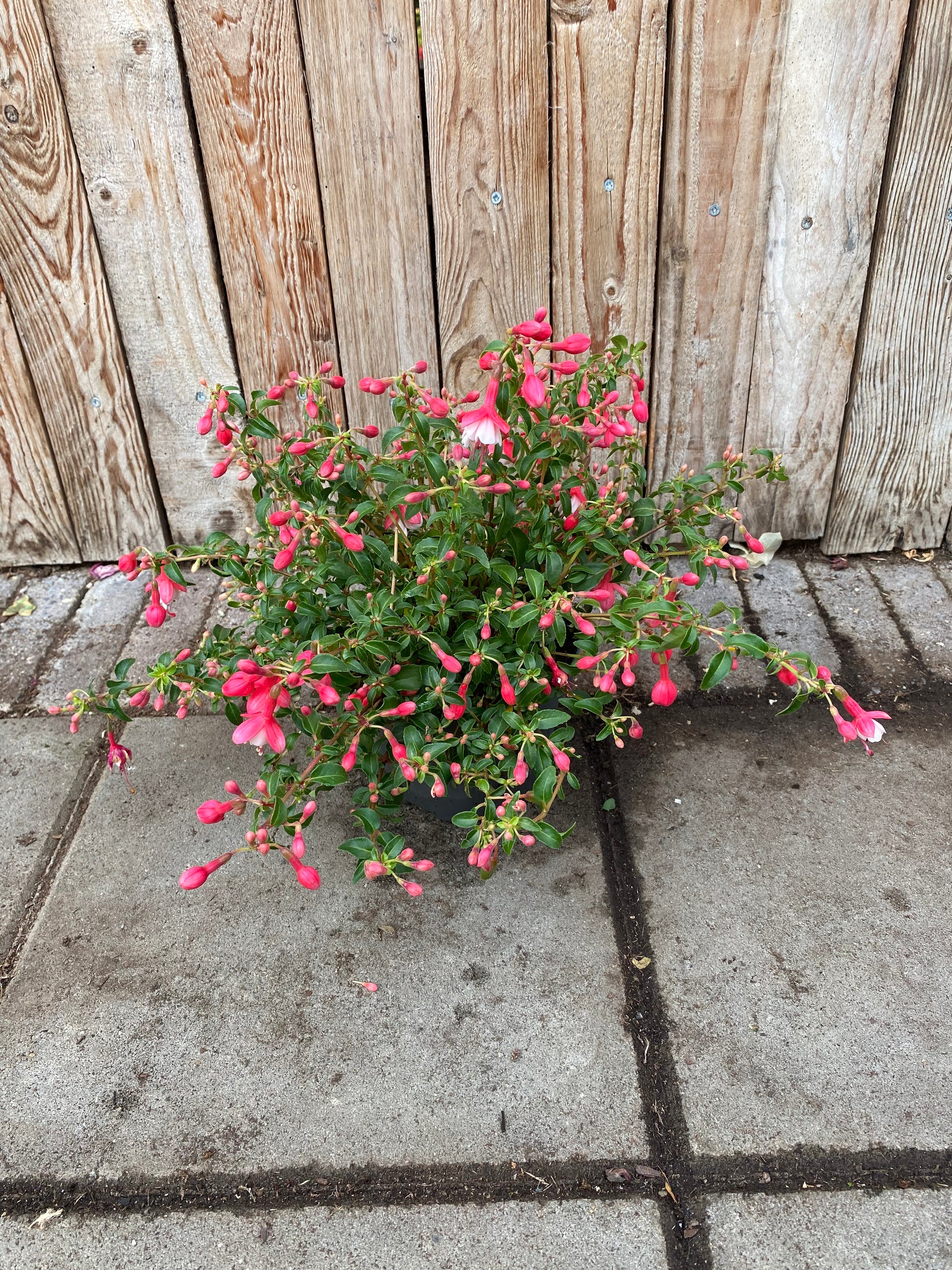 Fuchsia vaste plant