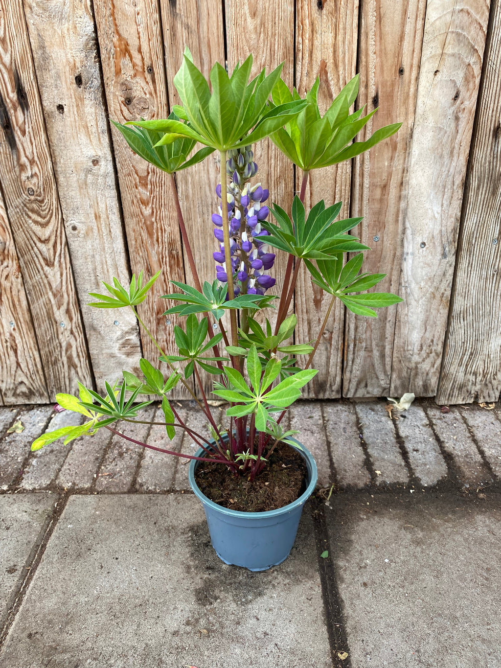 Lupine vaste plant