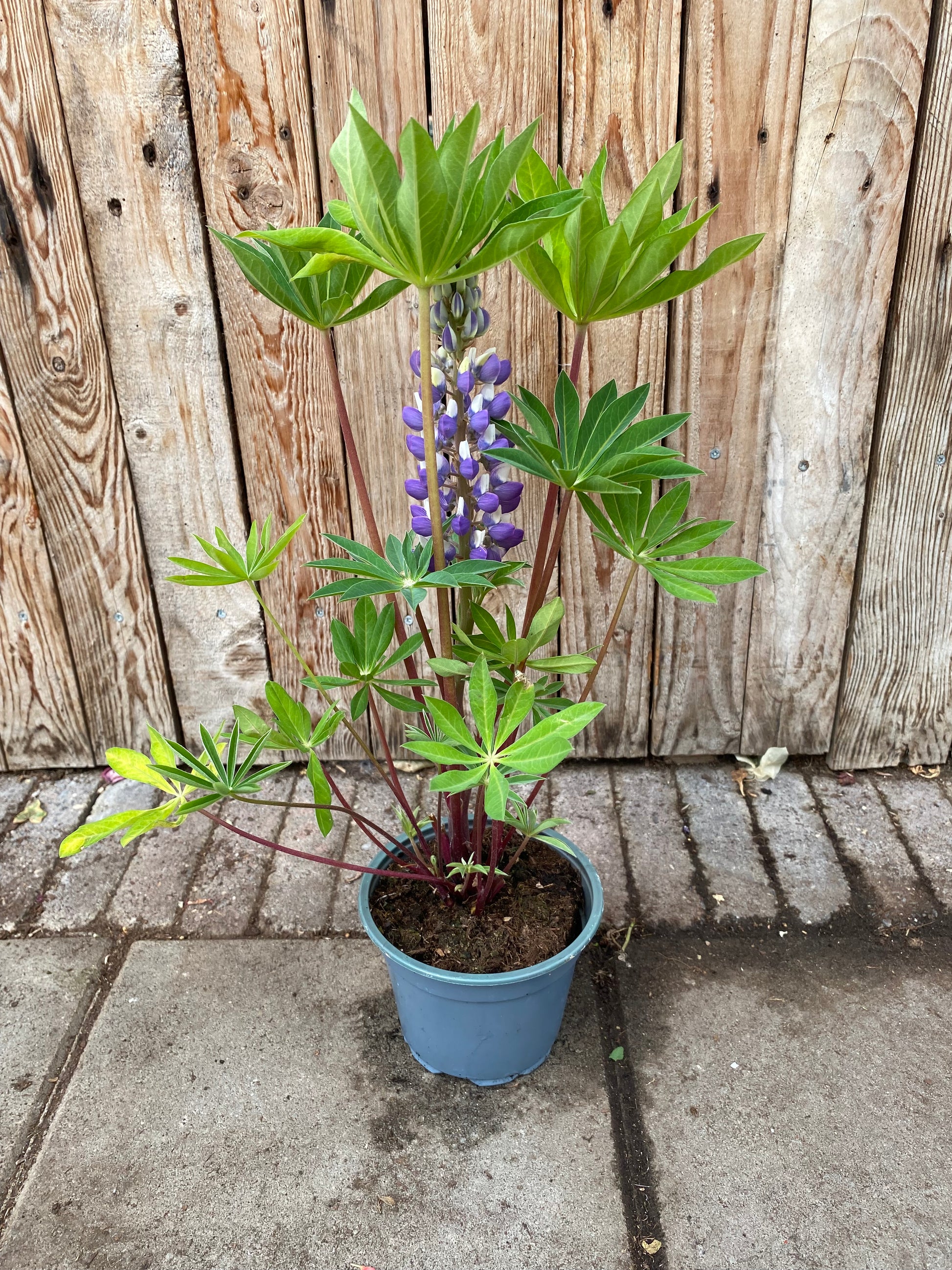 Lupine vaste plant