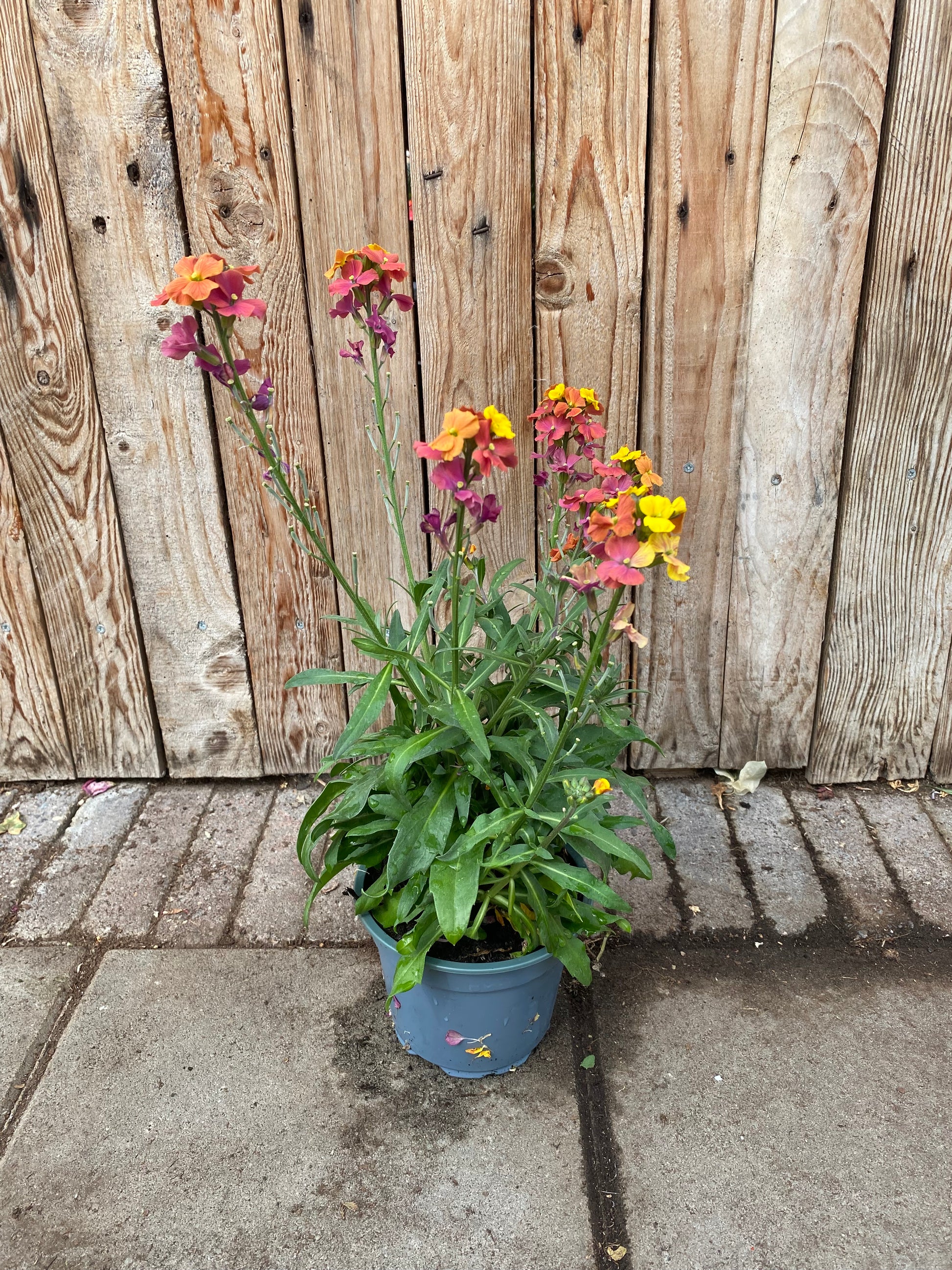 Erysimum vaste plant