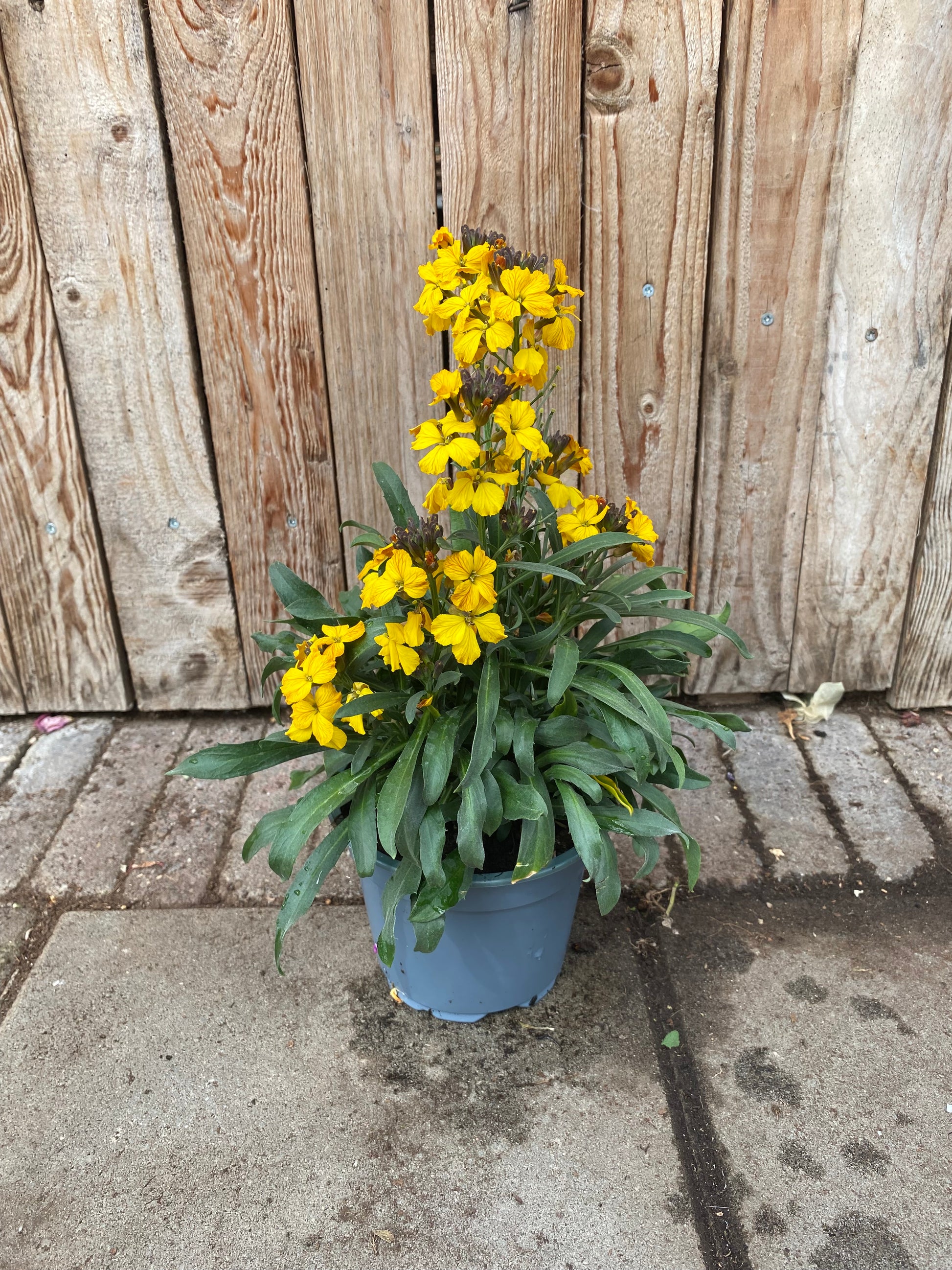 Erysimum vaste plant