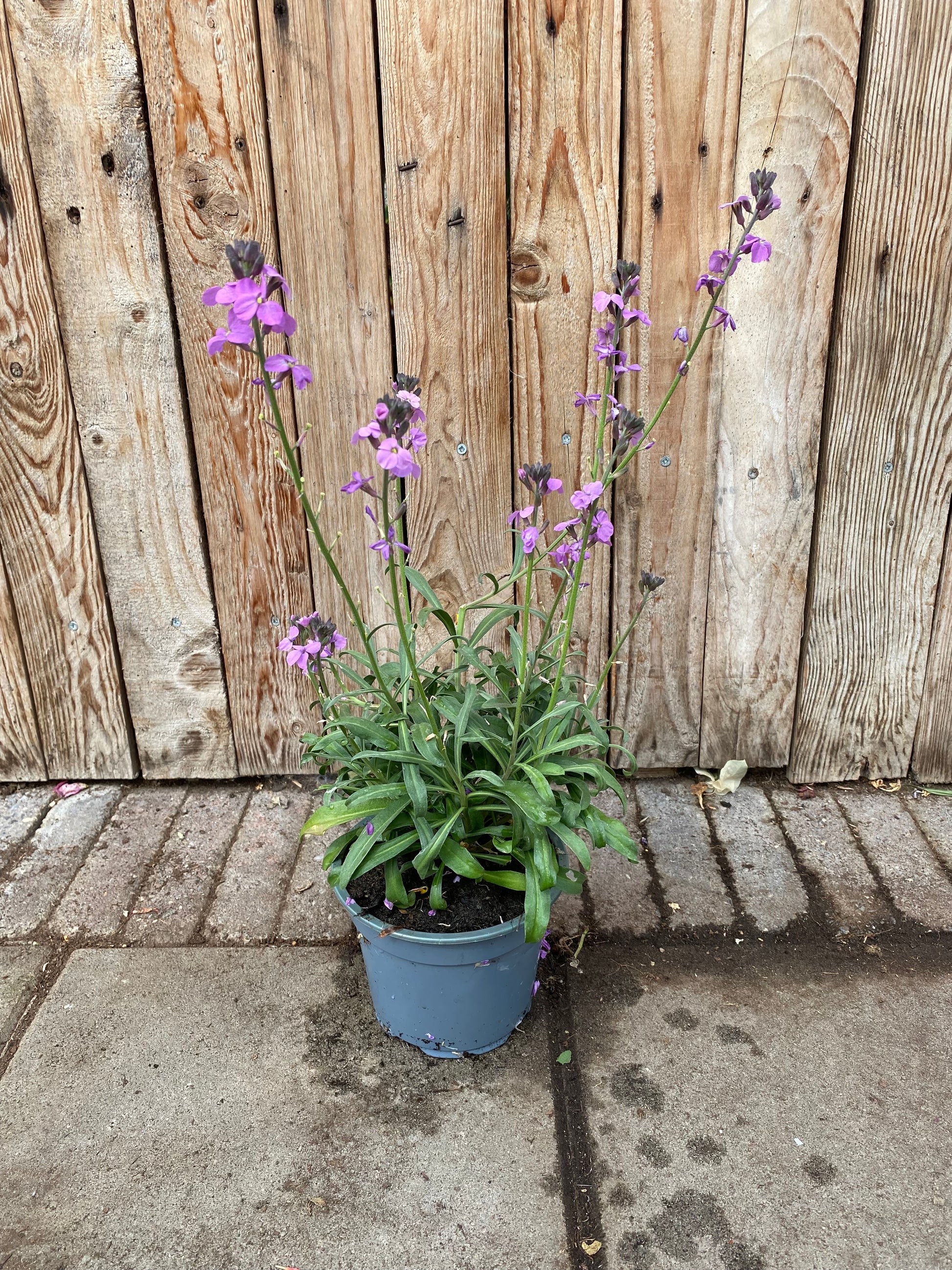 Erysimum vaste plant