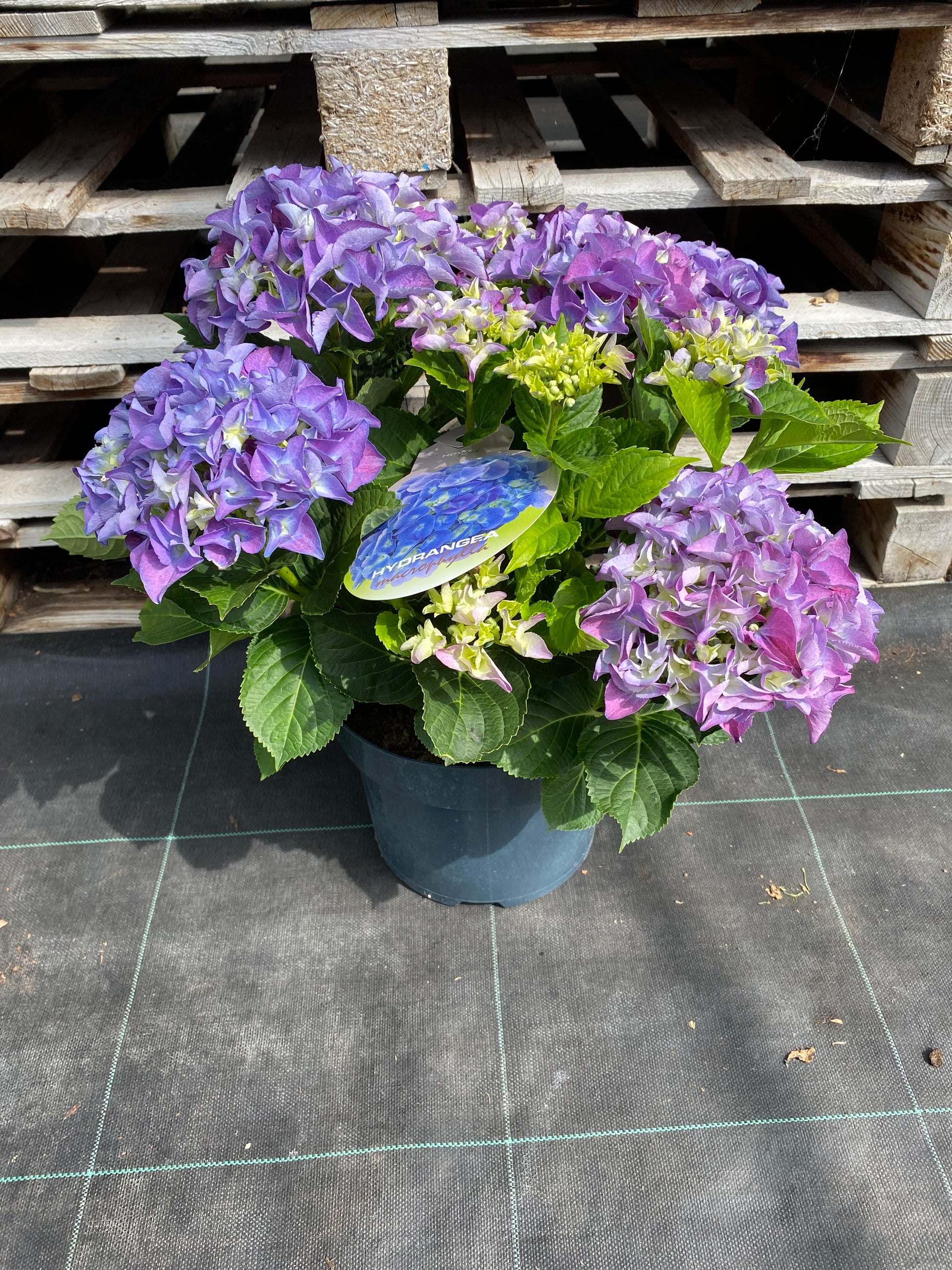 Hortensia