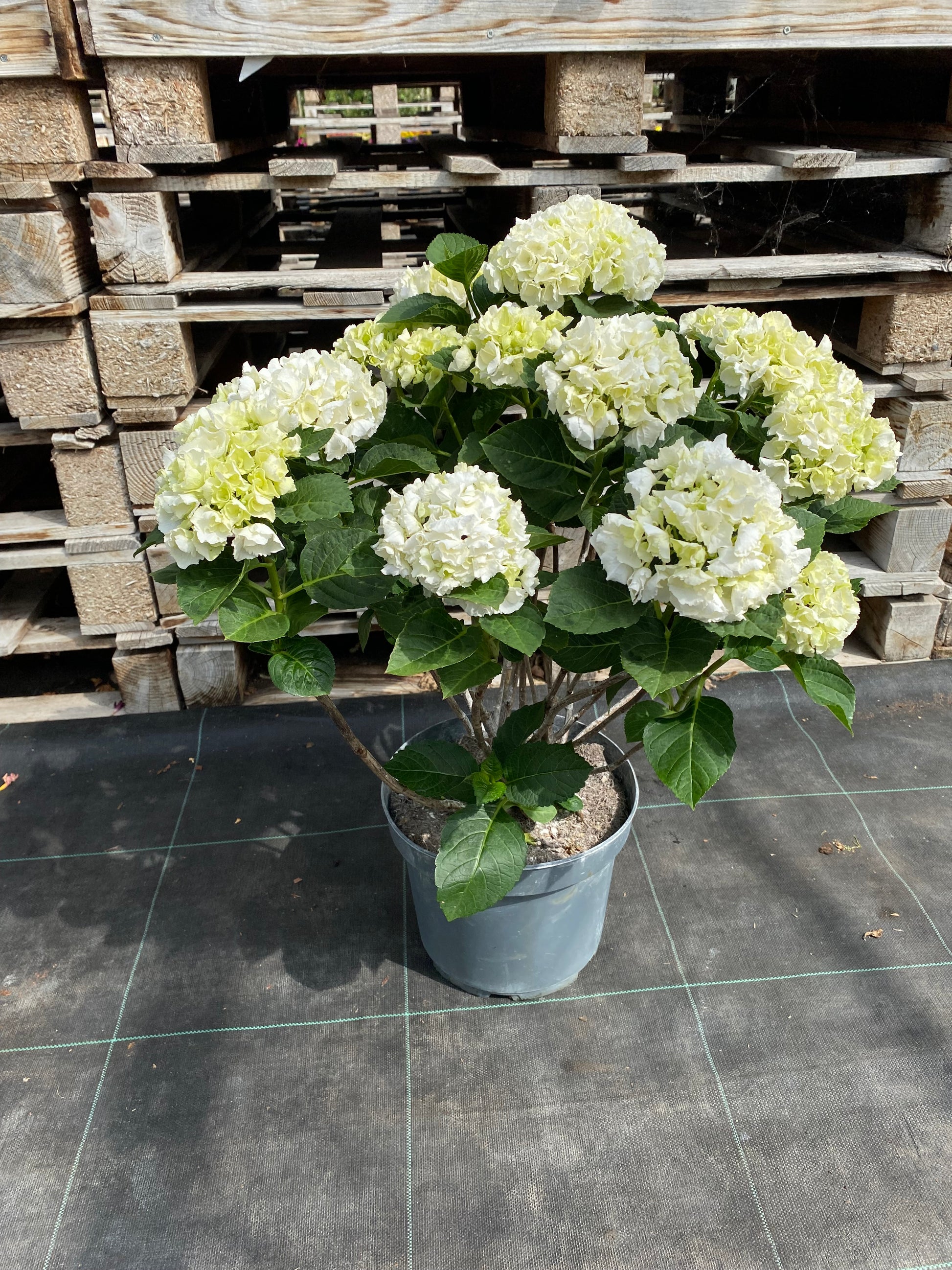 Hortensia