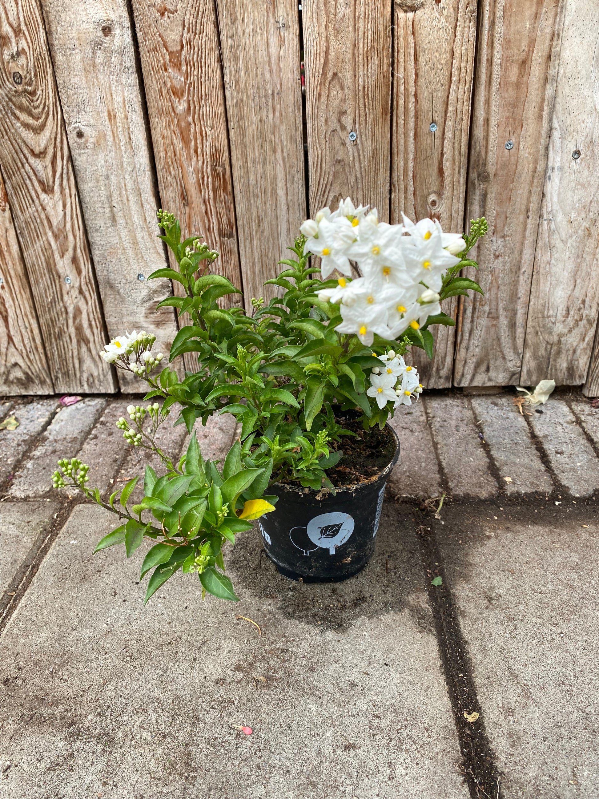 Solanum