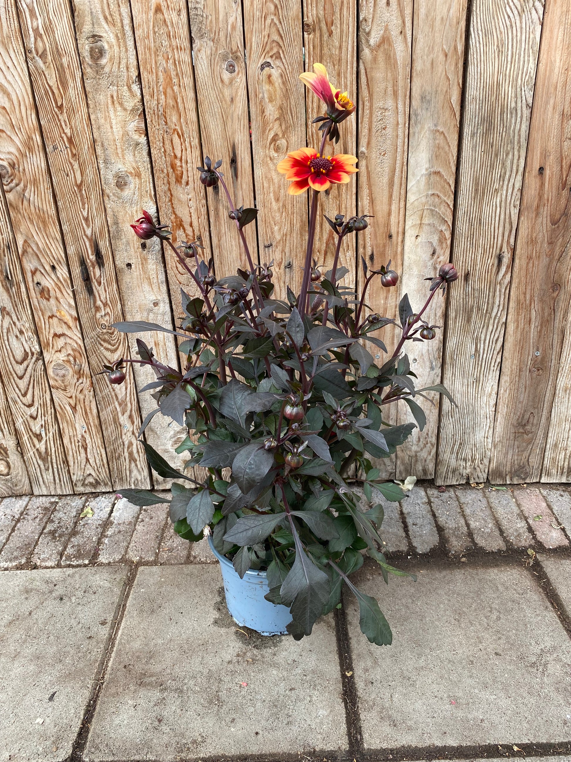 Dahlia vaste plant