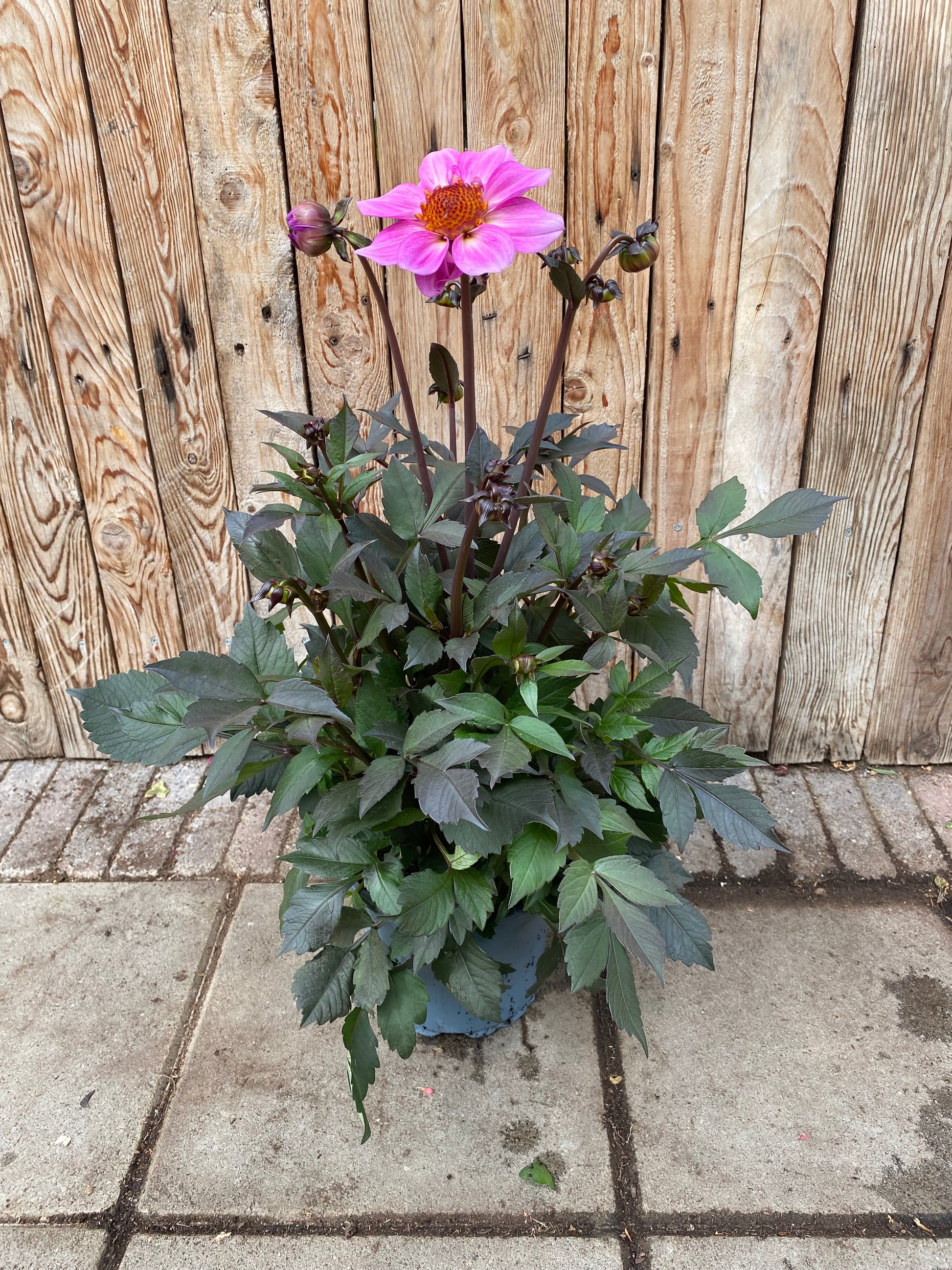 Dahlia vaste plant